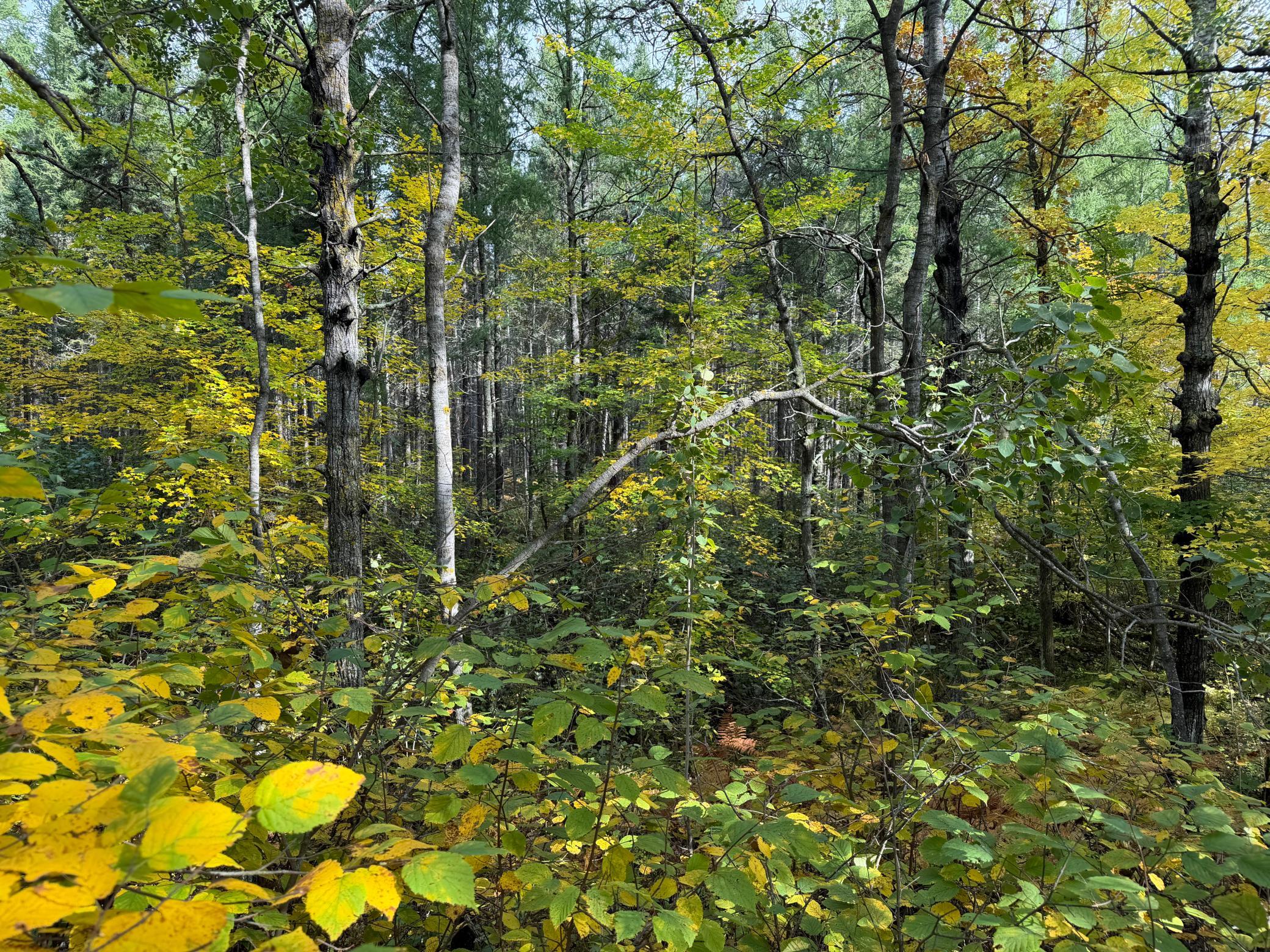 land for sale at 4558 Angelas Drive in Pine River, MN (photo 83 of 88)