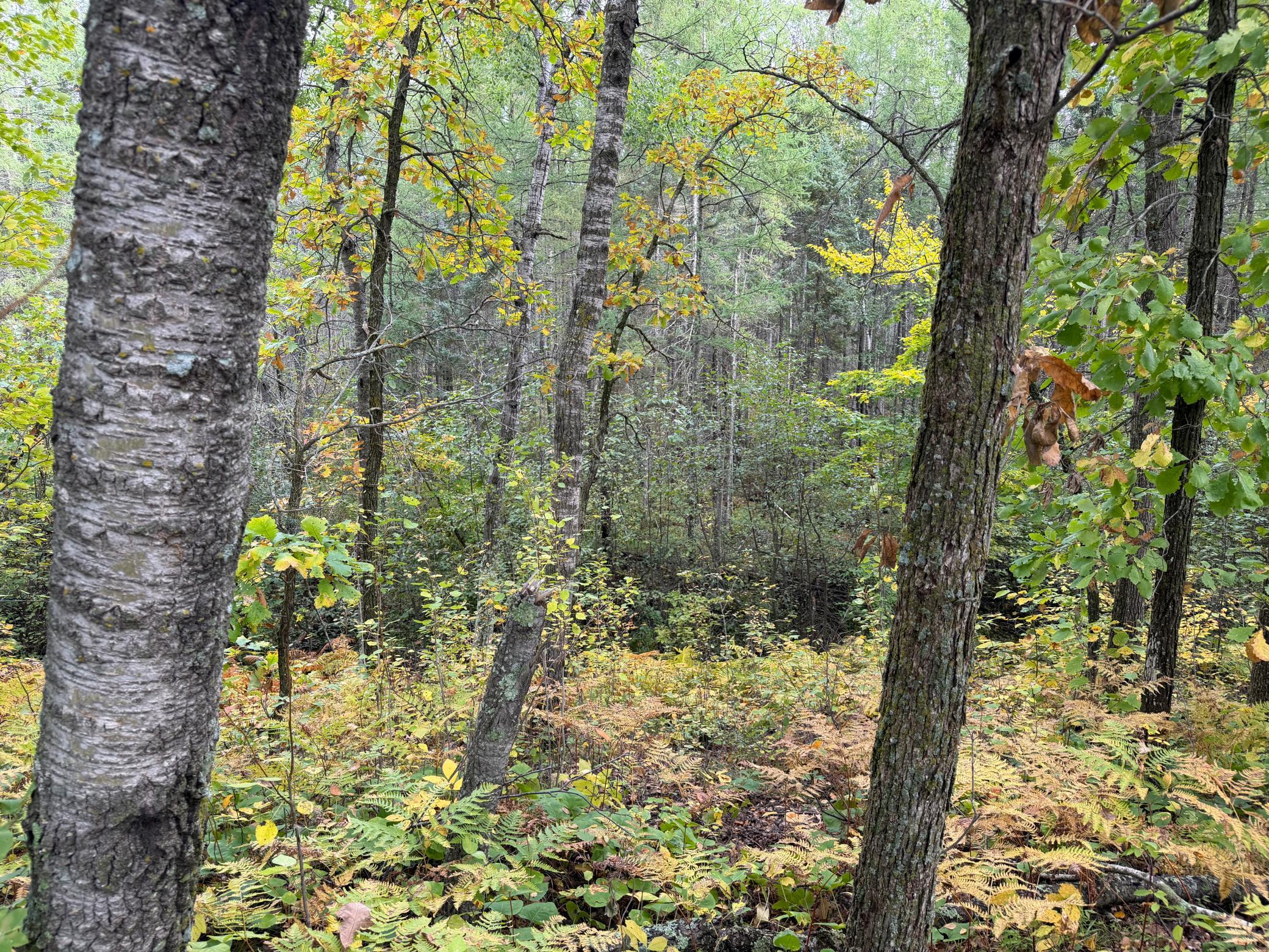 land for sale at 4558 Angelas Drive in Pine River, MN (photo 84 of 88)