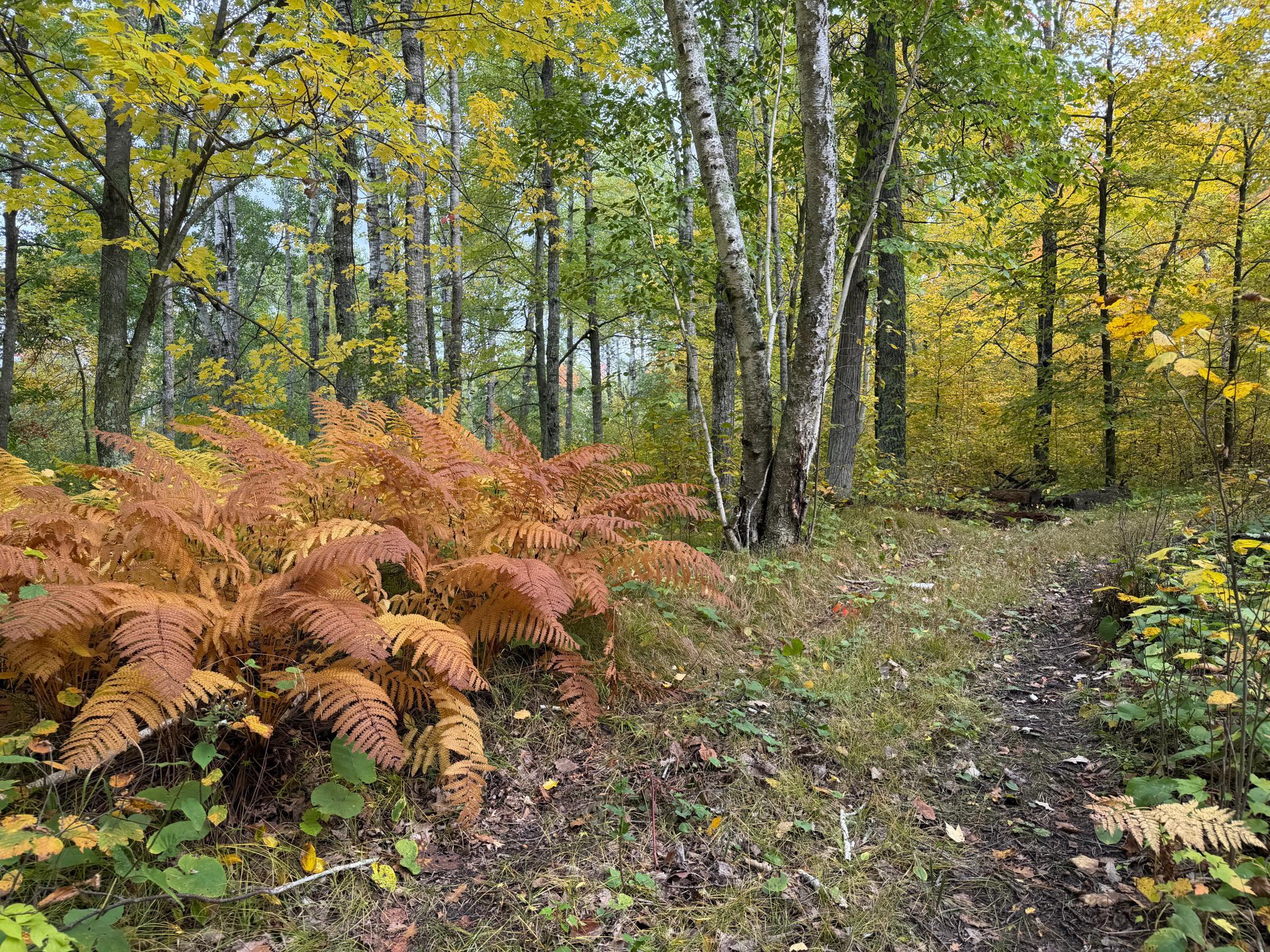 land for sale at 4558 Angelas Drive in Pine River, MN (photo 85 of 88)