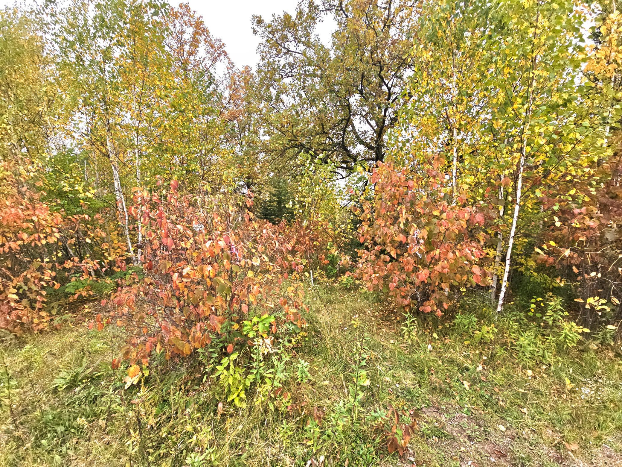 land for sale at TBD 170th Lane in Mc Grath, MN (photo 14 of 42)