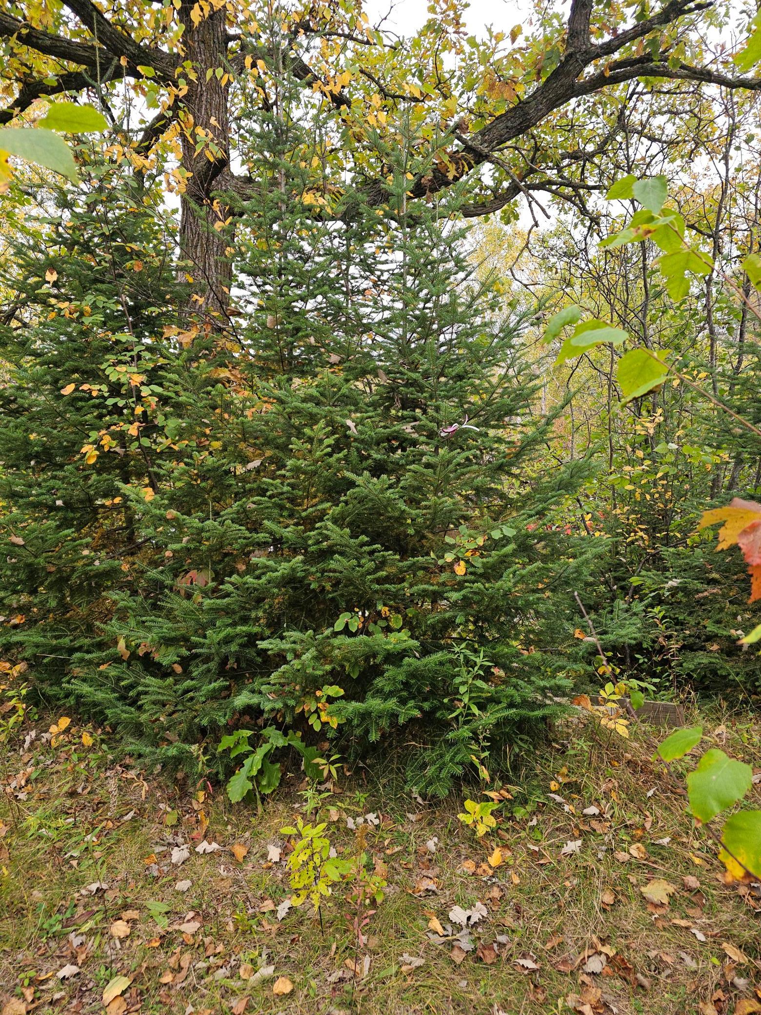 land for sale at TBD 170th Lane in Mc Grath, MN (photo 6 of 42)