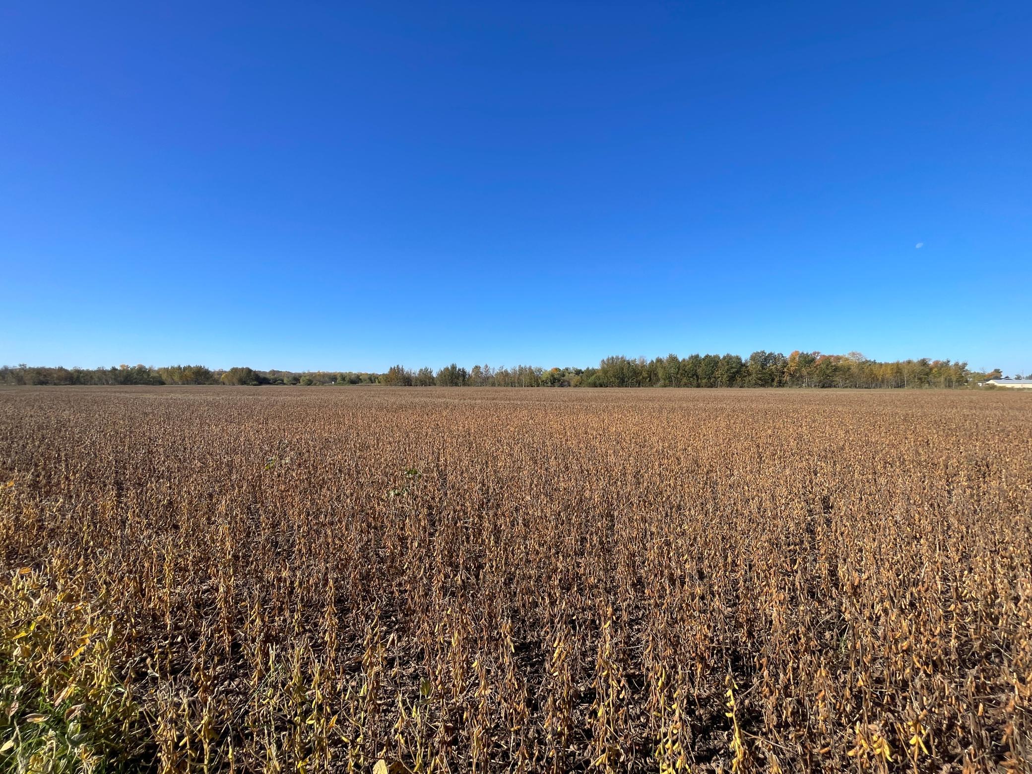 2020 land for sale at 11763 546th Street in Gonvick, MN (photo 39 of 64)