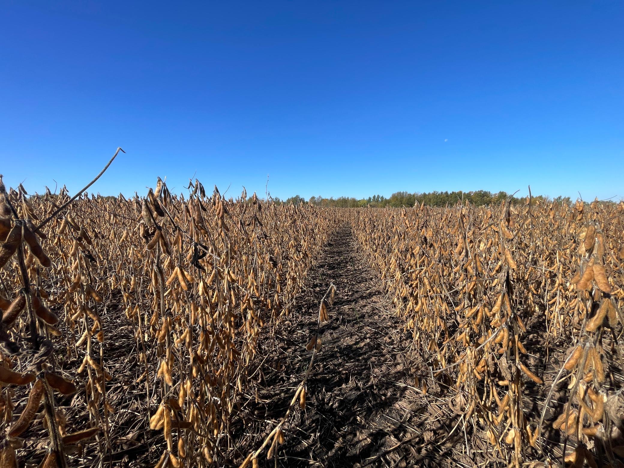 2020 land for sale at 11763 546th Street in Gonvick, MN (photo 43 of 64)