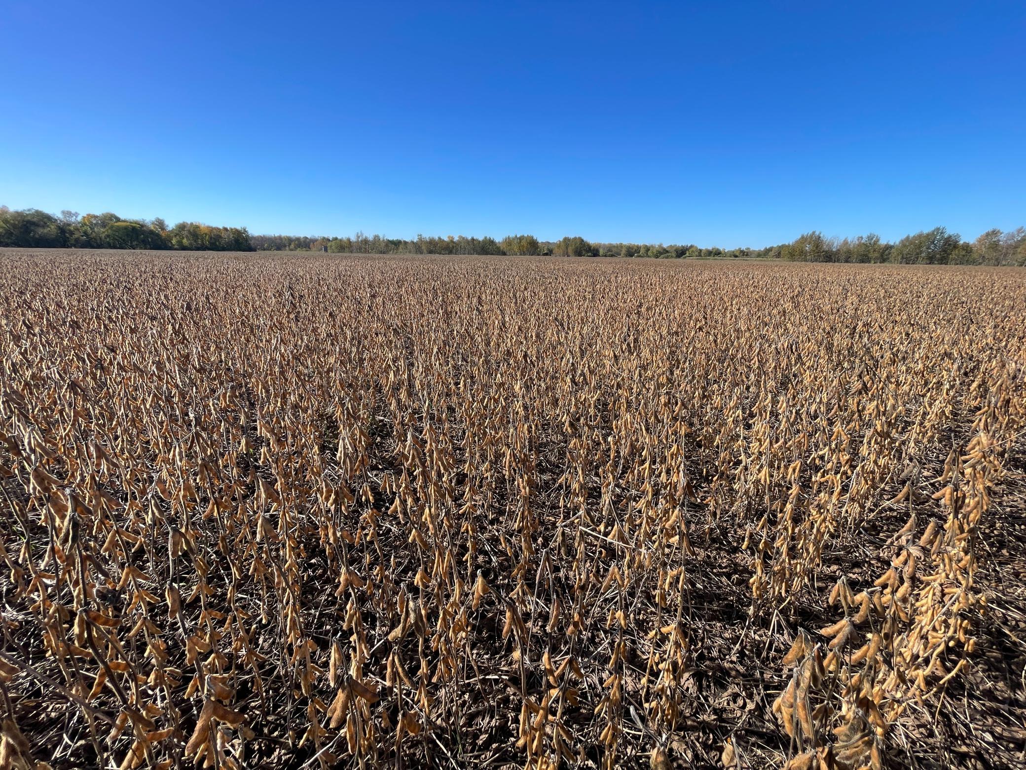 2020 land for sale at 11763 546th Street in Gonvick, MN (photo 44 of 64)