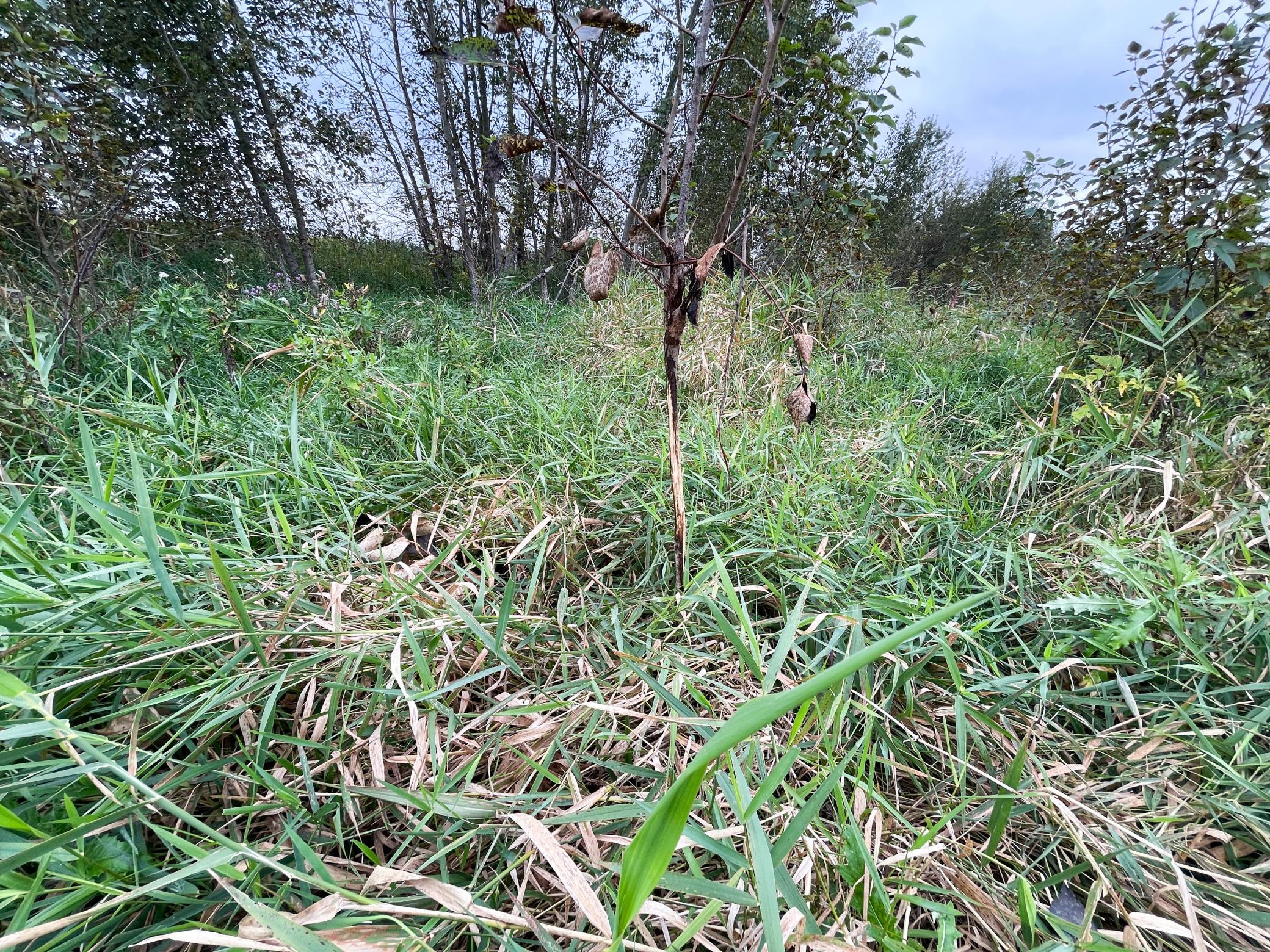 2020 land for sale at 11763 546th Street in Gonvick, MN (photo 54 of 64)