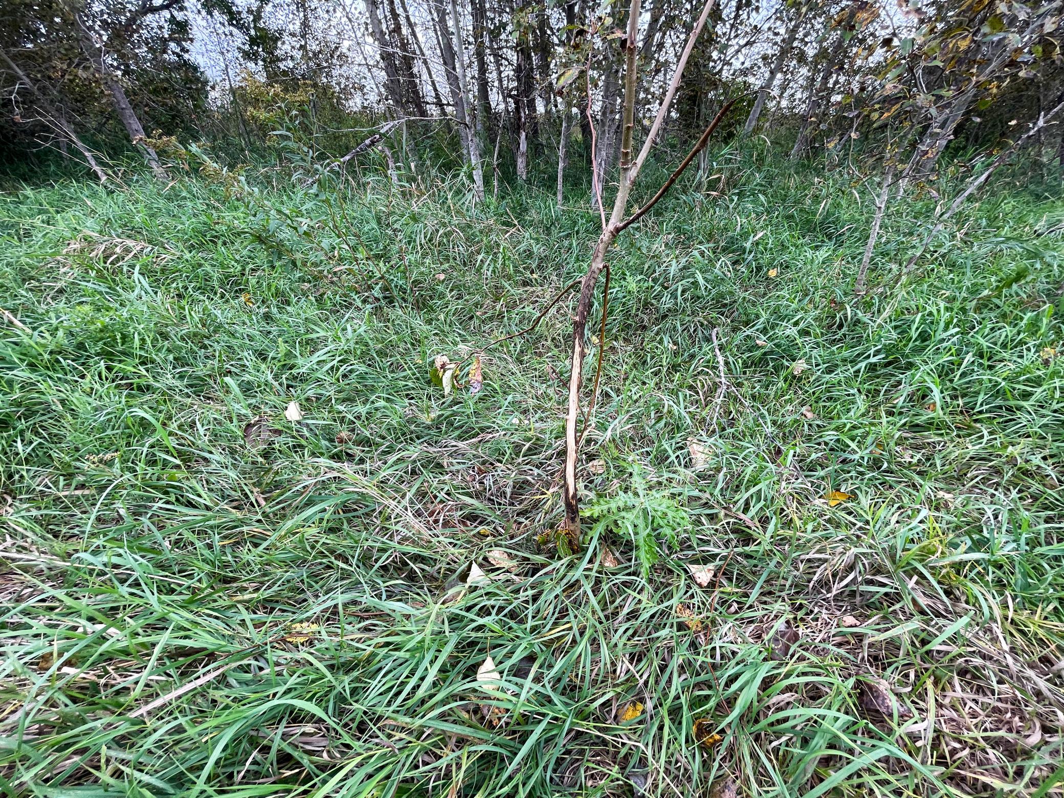 2020 land for sale at 11763 546th Street in Gonvick, MN (photo 55 of 64)