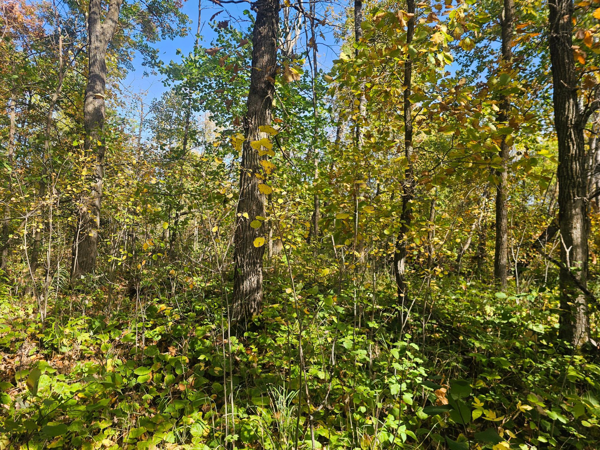 land for sale at TBD County Road 30 in Aitkin, MN (photo 10 of 11)