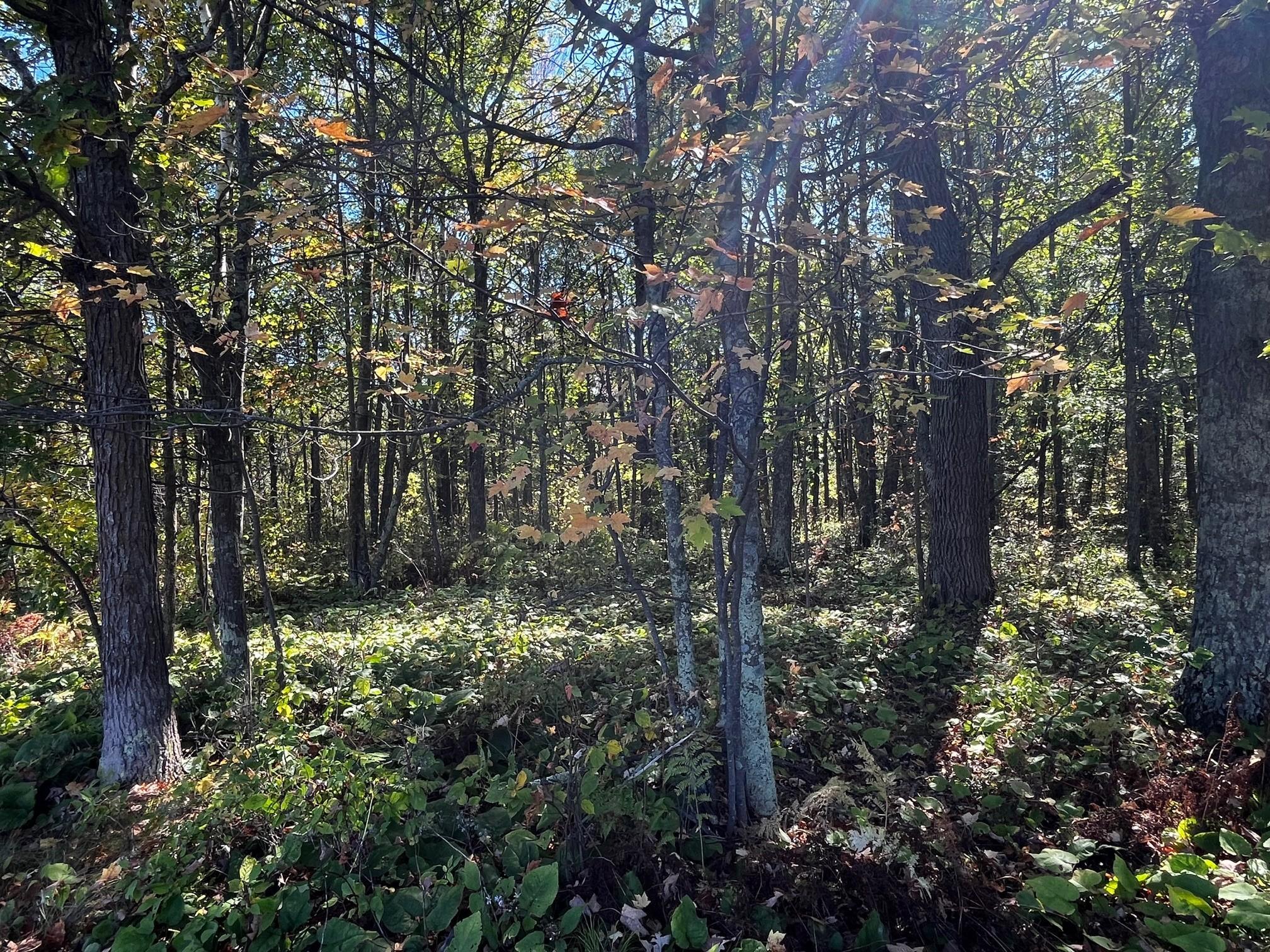 land for sale at TBD County Road 2 in Brainerd, MN (photo 11 of 20)