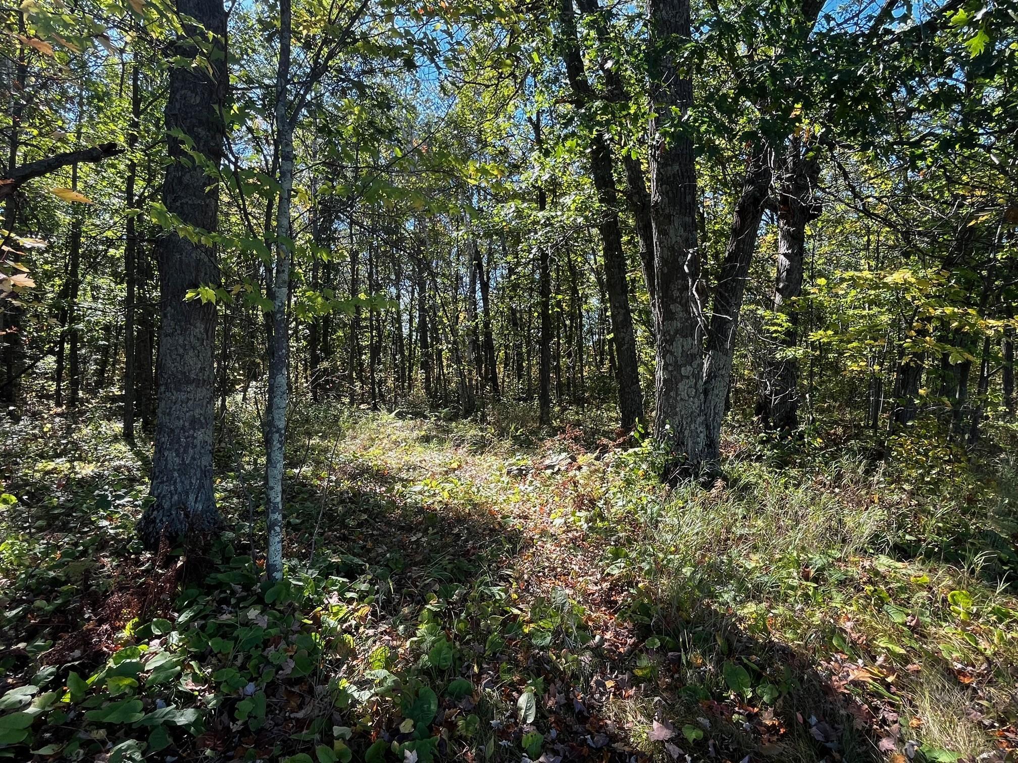 land for sale at TBD County Road 2 in Brainerd, MN (photo 12 of 20)