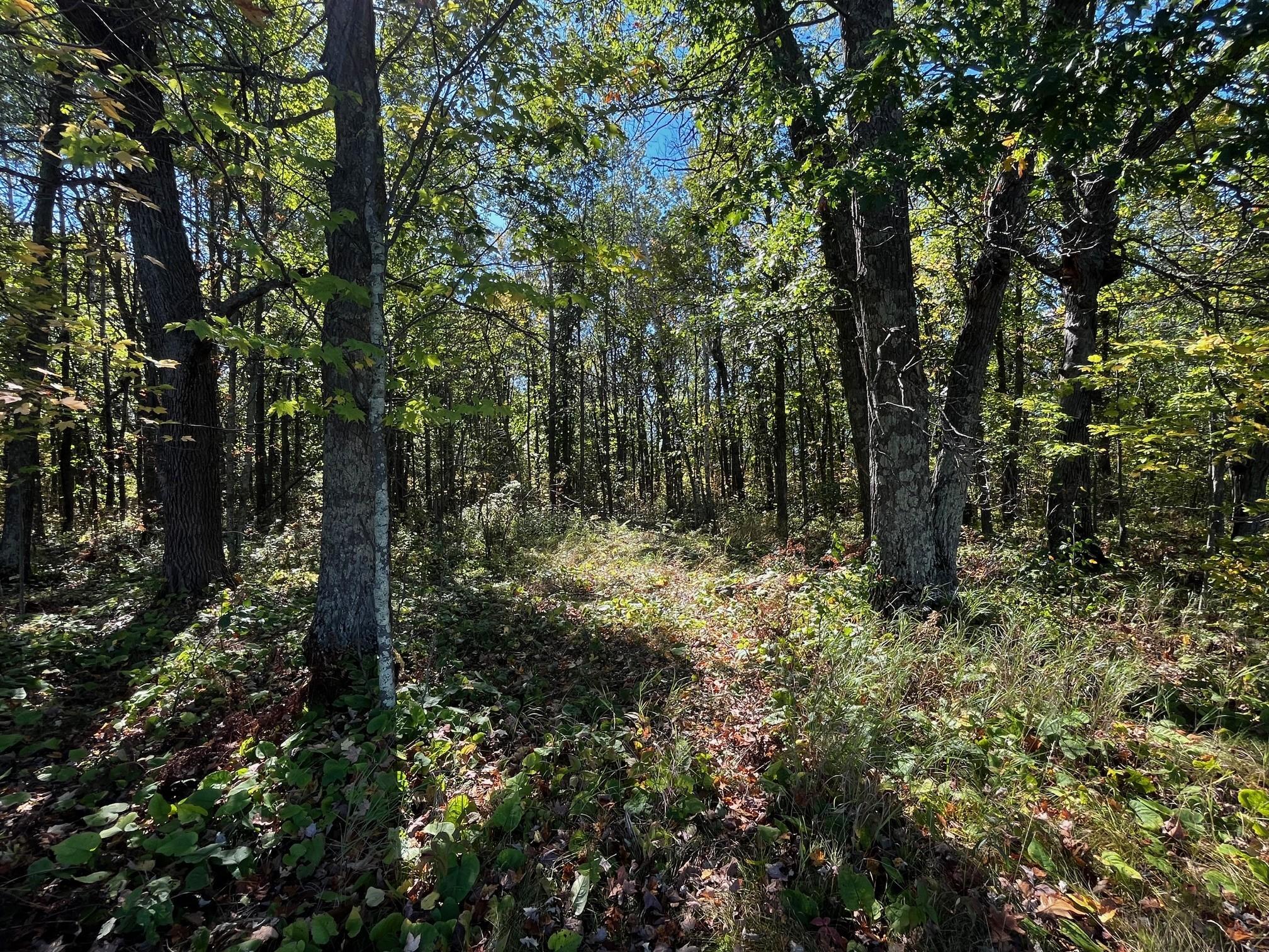 land for sale at TBD County Road 2 in Brainerd, MN (photo 5 of 20)