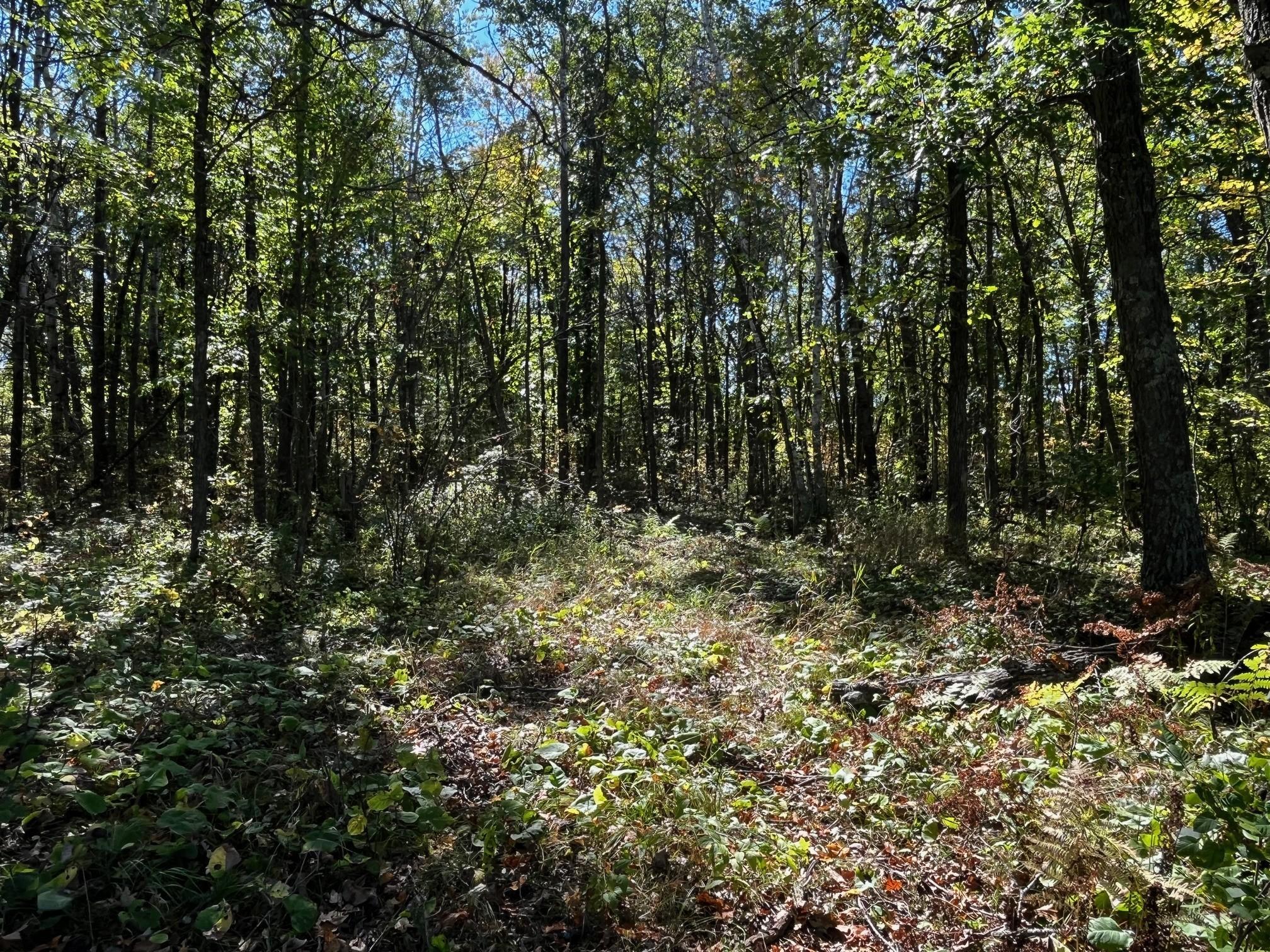 land for sale at TBD County Road 2 in Brainerd, MN (photo 10 of 20)