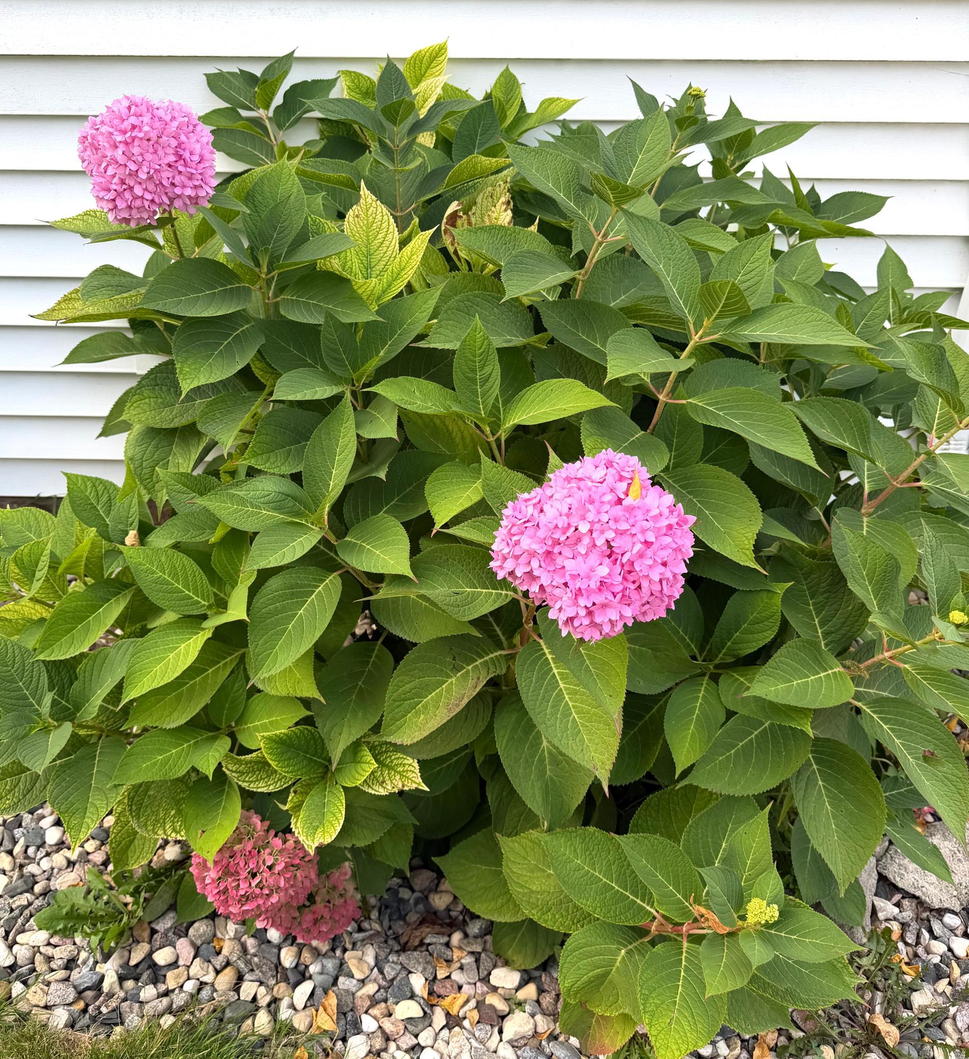 1935 single family home for sale at 715 Maple Street in Alexandria, MN — 3 bed, 2 bath (photo 11 of 50)