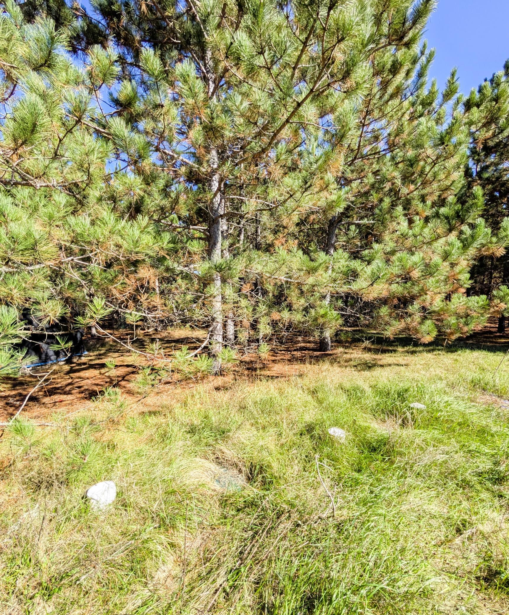 1999 single family home for sale at 7126 Tribute Lane NW in Bemidji, MN — 3 bed, 2 bath (photo 72 of 92)