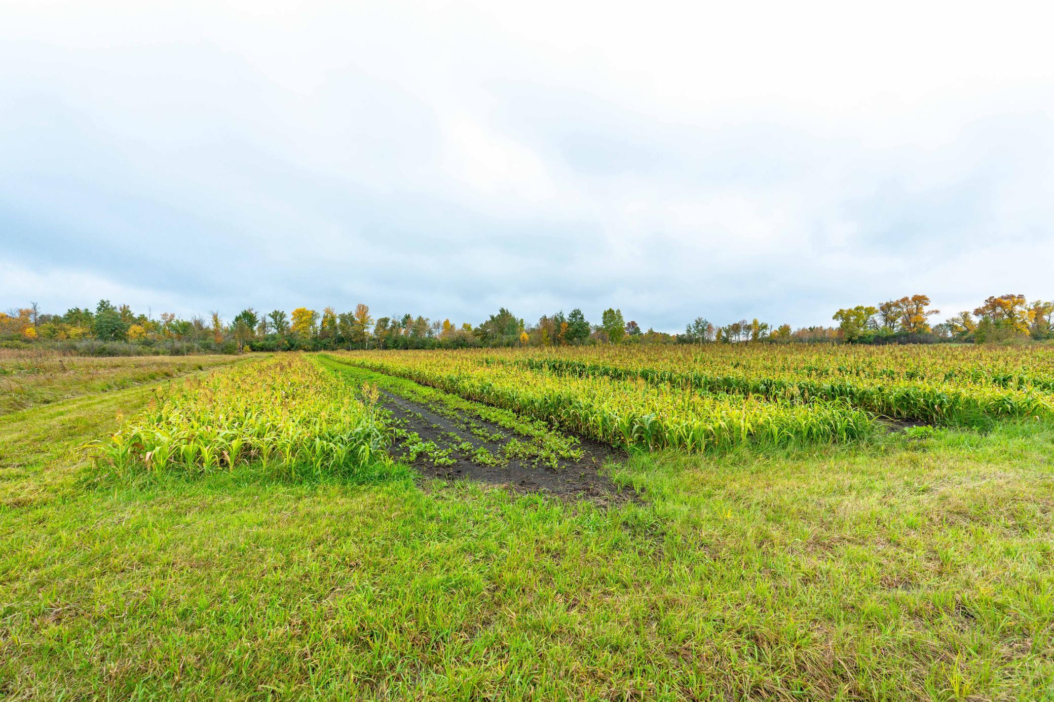 2024 single family home for sale at 23727 County Highway 65 in Henning, MN — 1 bed, 1 bath (photo 39 of 87)