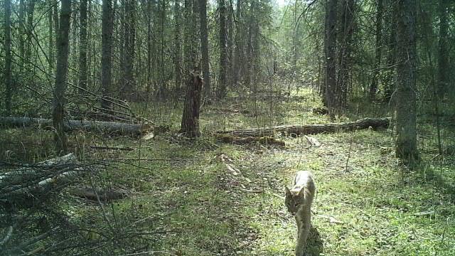 land for sale at 8496 24th Street NW in Williams, MN (photo 4 of 8)
