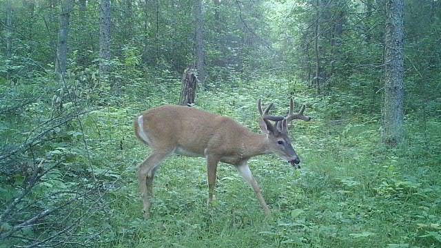 land for sale at 8496 24th Street NW in Williams, MN (photo 5 of 8)