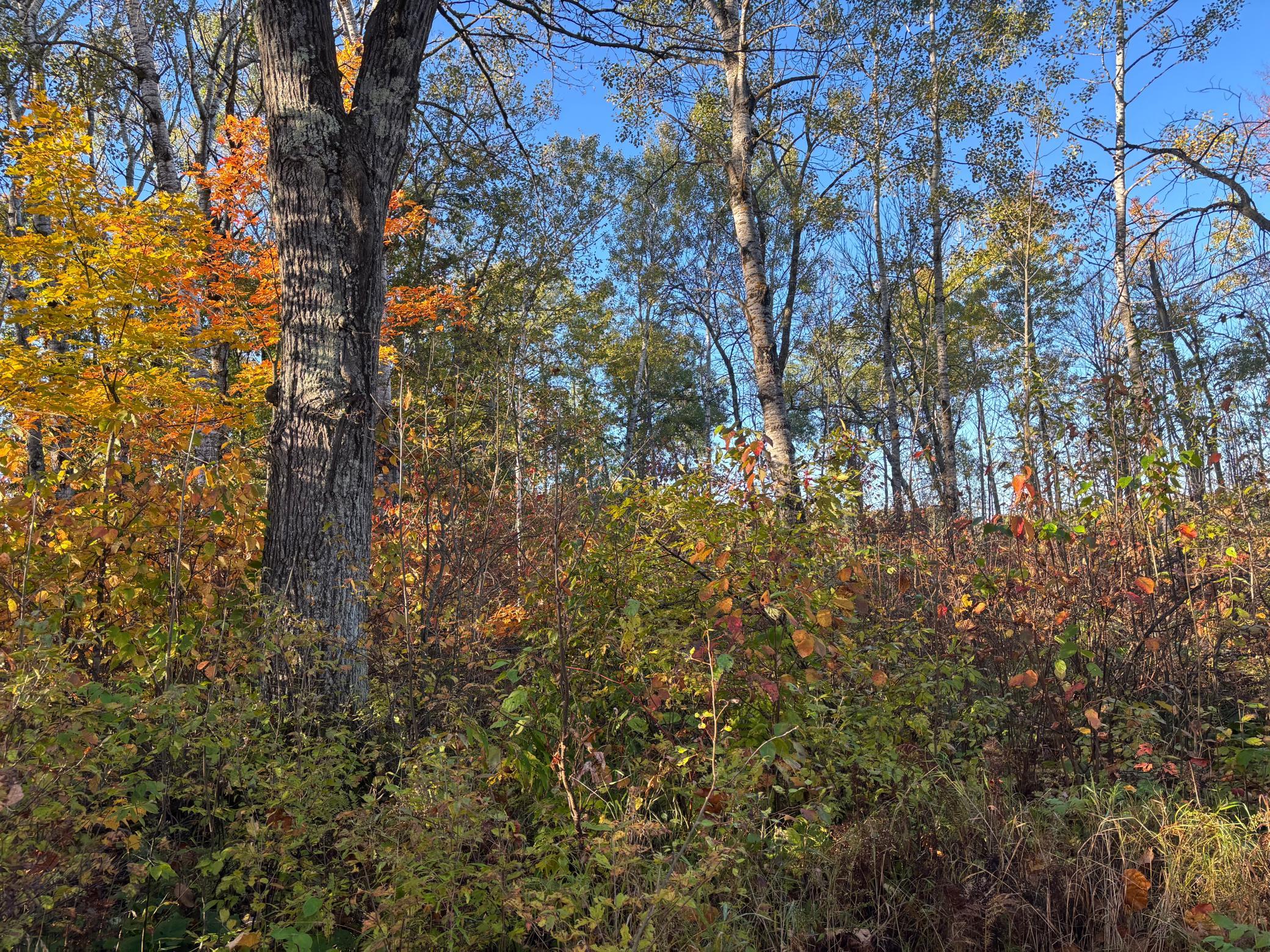 2001 land for sale at 28717 Kestrel Avenue in Sturgeon Lake, MN (photo 15 of 18)