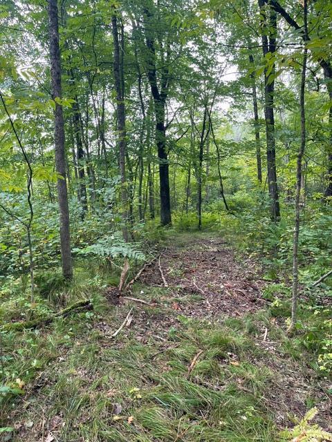 land for sale at TBD Lacy Lane SW in Pequot Lakes, MN (photo 12 of 26)