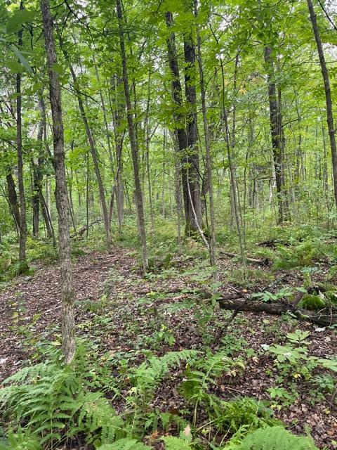land for sale at TBD Lacy Lane SW in Pequot Lakes, MN (photo 14 of 26)
