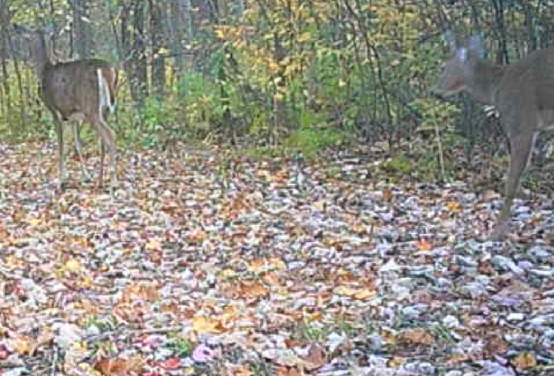 land for sale at TBD Lacy Lane SW in Pequot Lakes, MN (photo 19 of 26)