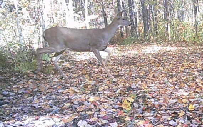 land for sale at TBD Lacy Lane SW in Pequot Lakes, MN (photo 21 of 26)