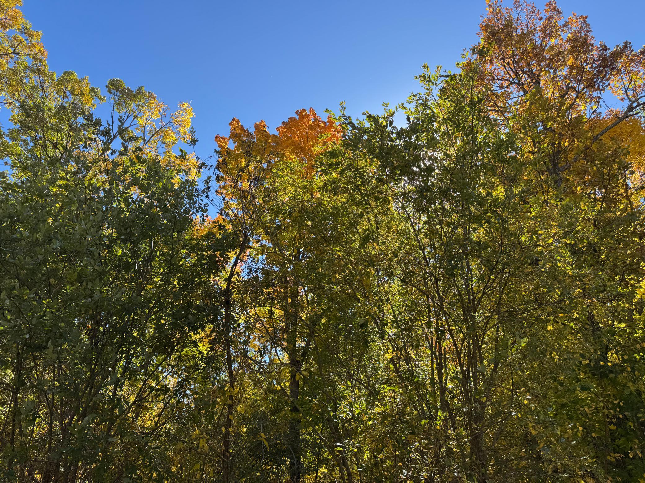 land for sale at 51265 Vagabond Loop in Bemidji, MN (photo 3 of 11)