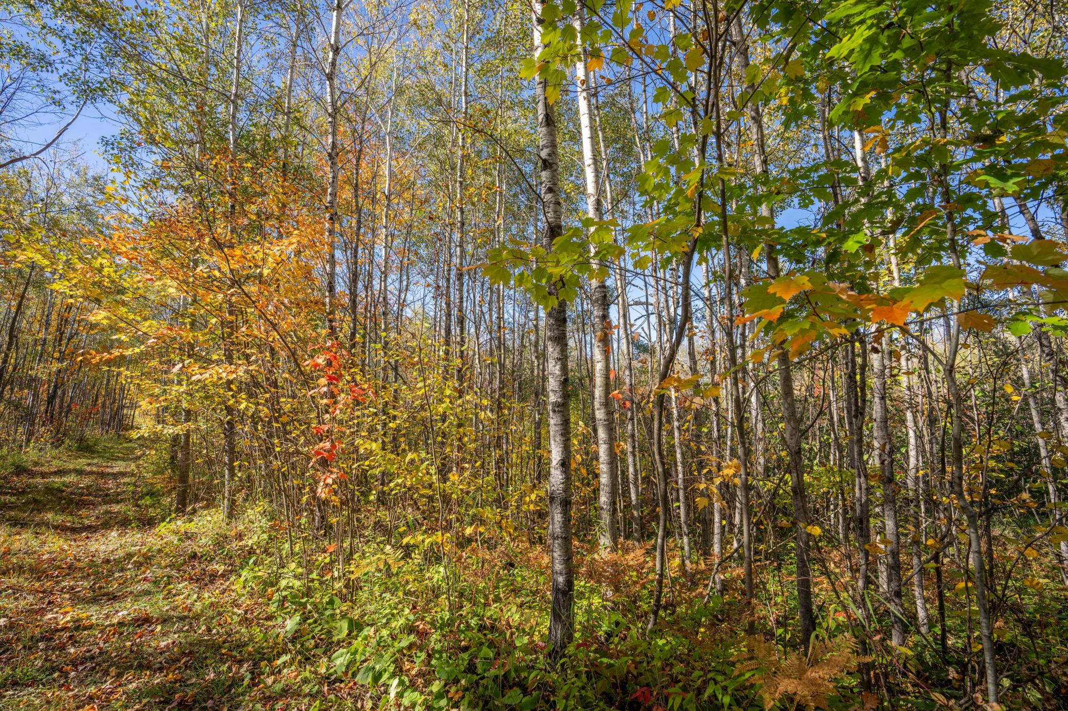2023 land for sale at 13088 220th Street in McGrath, MN (photo 20 of 60)