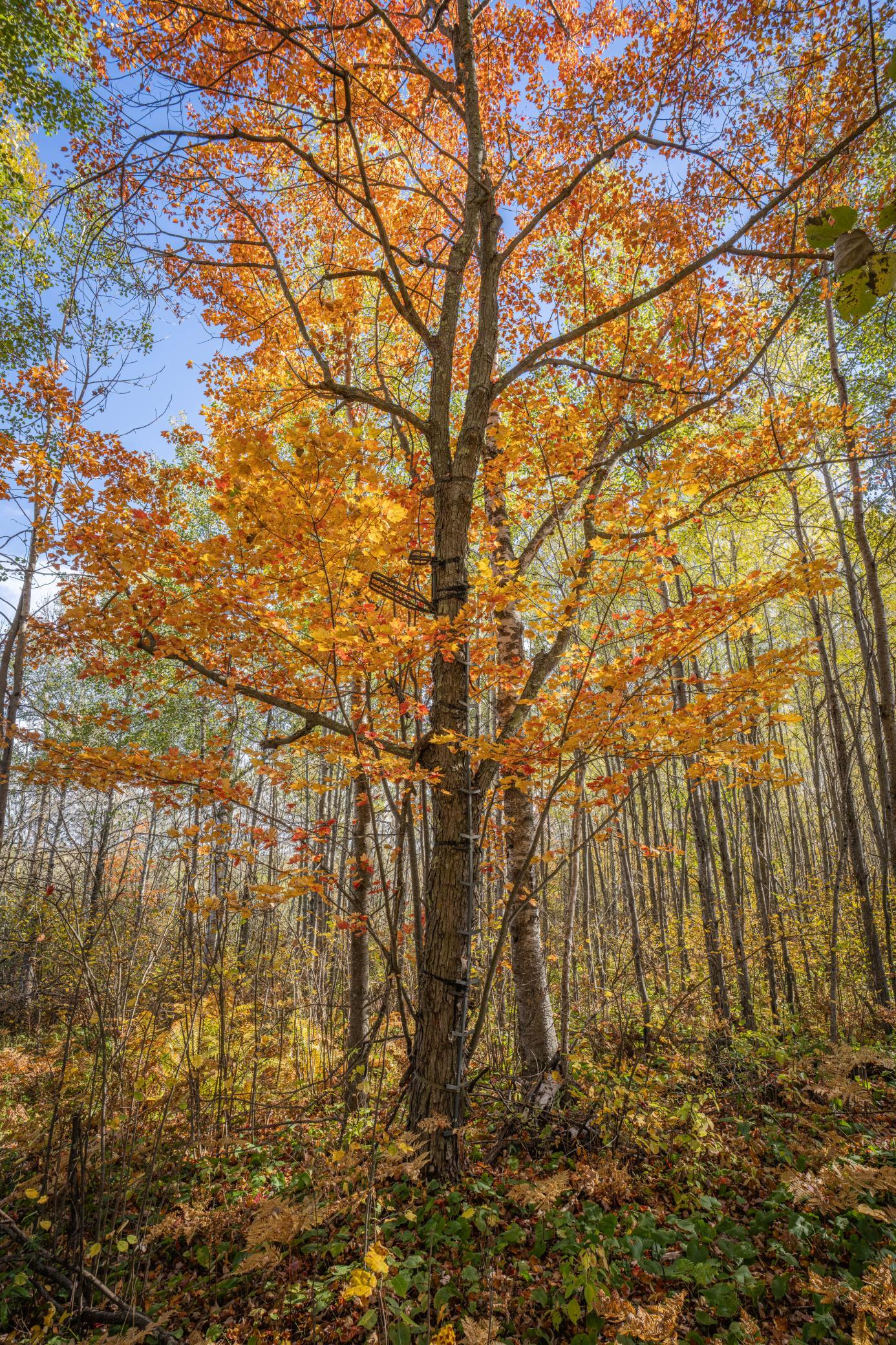 2023 land for sale at 13088 220th Street in McGrath, MN (photo 21 of 60)