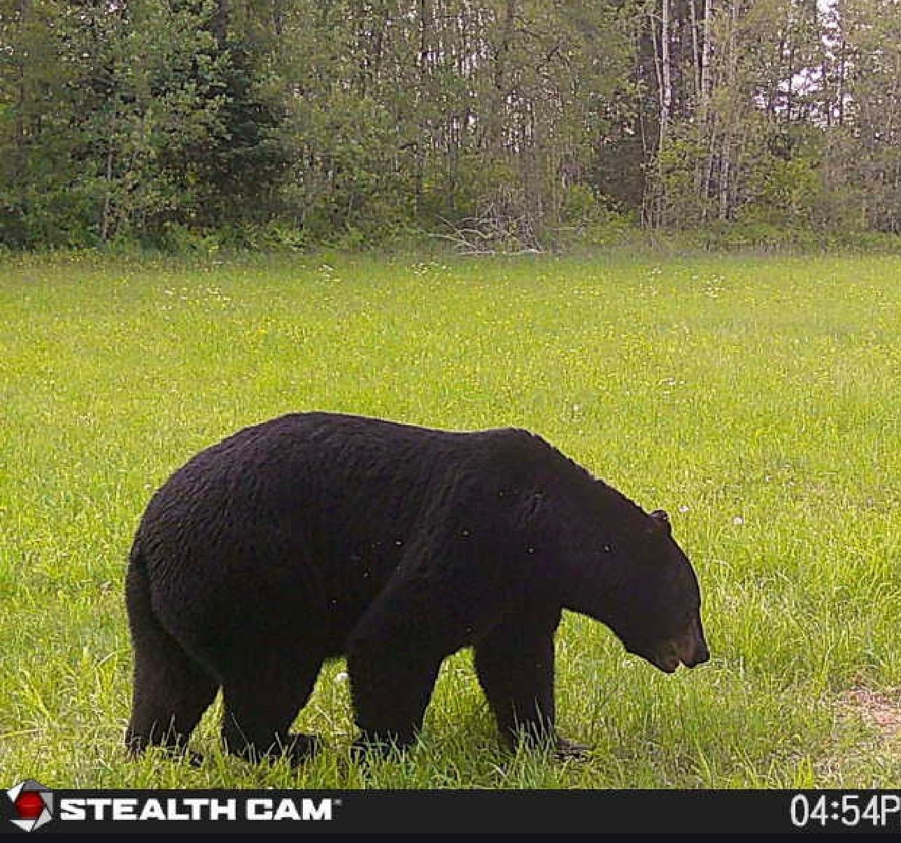2023 land for sale at 13088 220th Street in McGrath, MN (photo 26 of 60)