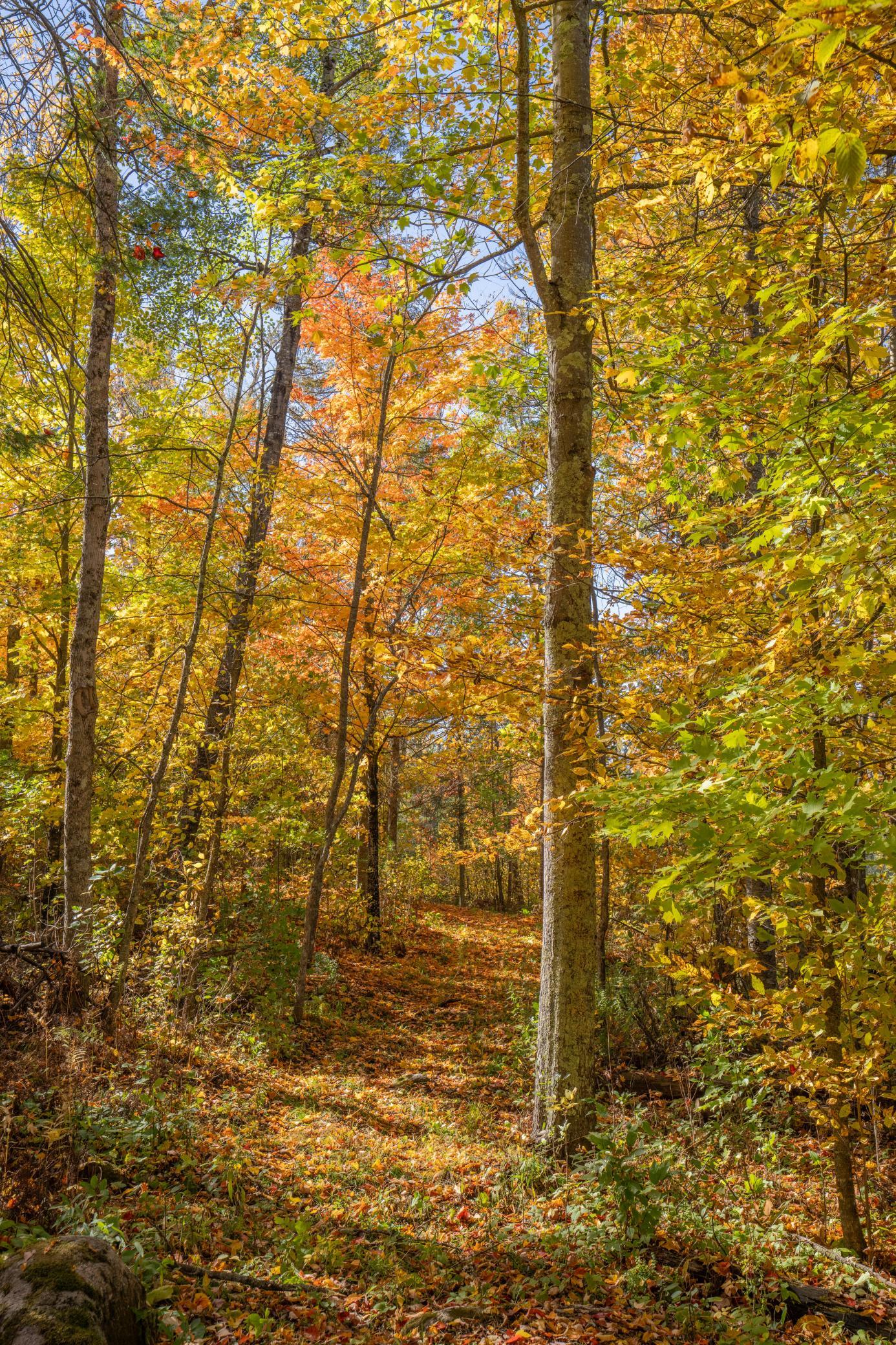 2023 land for sale at 13088 220th Street in McGrath, MN (photo 4 of 60)