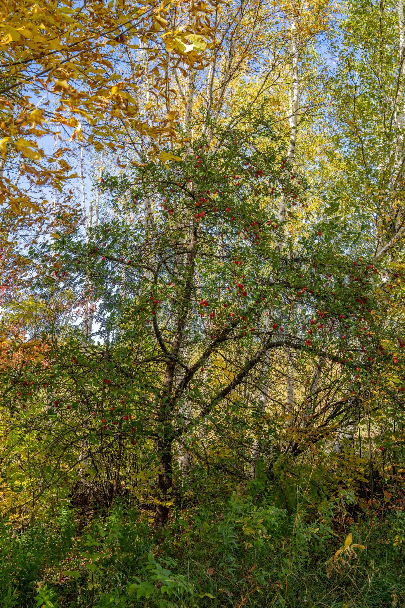 2023 land for sale at 13088 220th Street in McGrath, MN (photo 37 of 60)