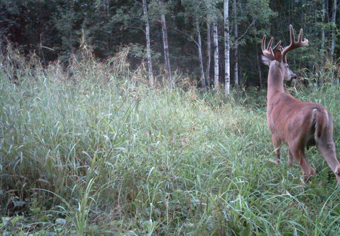 2023 land for sale at 13088 220th Street in McGrath, MN (photo 42 of 60)