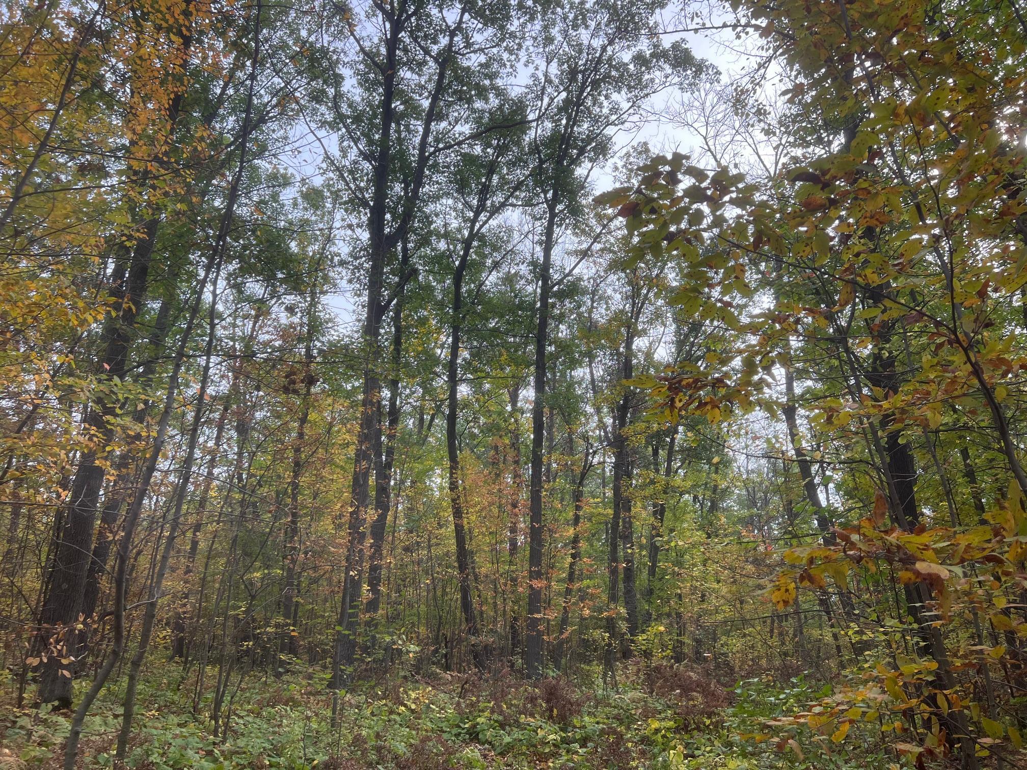 land for sale at TBD Red Oak Drive in Garrison, MN (photo 17 of 29)