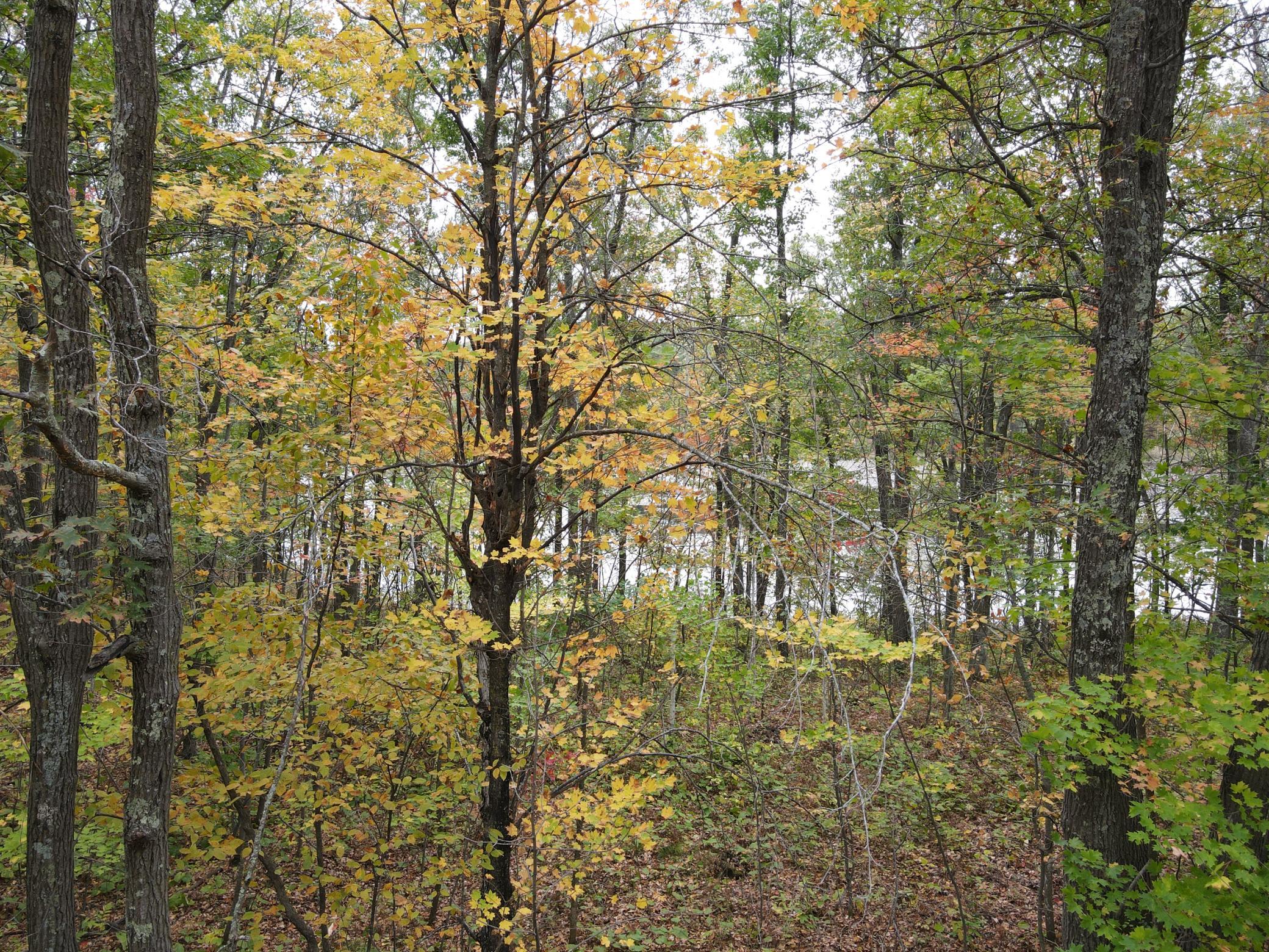 land for sale at TBD Red Oak Drive in Garrison, MN (photo 28 of 29)