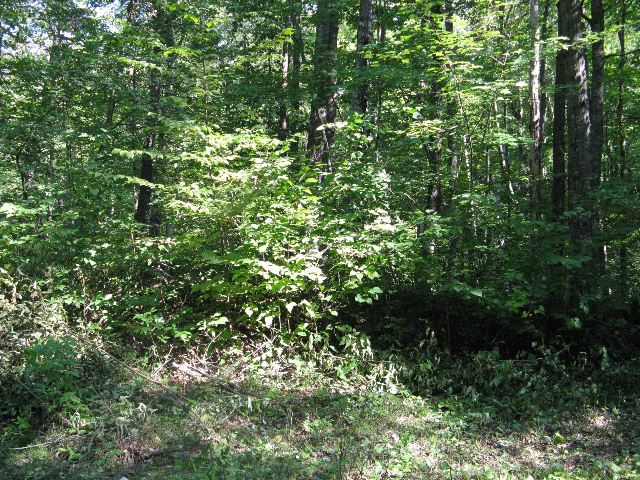 land for sale at TBD Alpine Drive in Breezy Point, MN (photo 5 of 10)