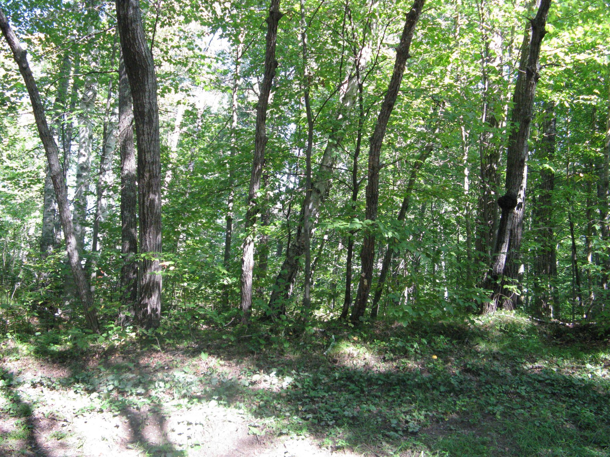 land for sale at TBD Alpine Drive in Breezy Point, MN (photo 8 of 10)