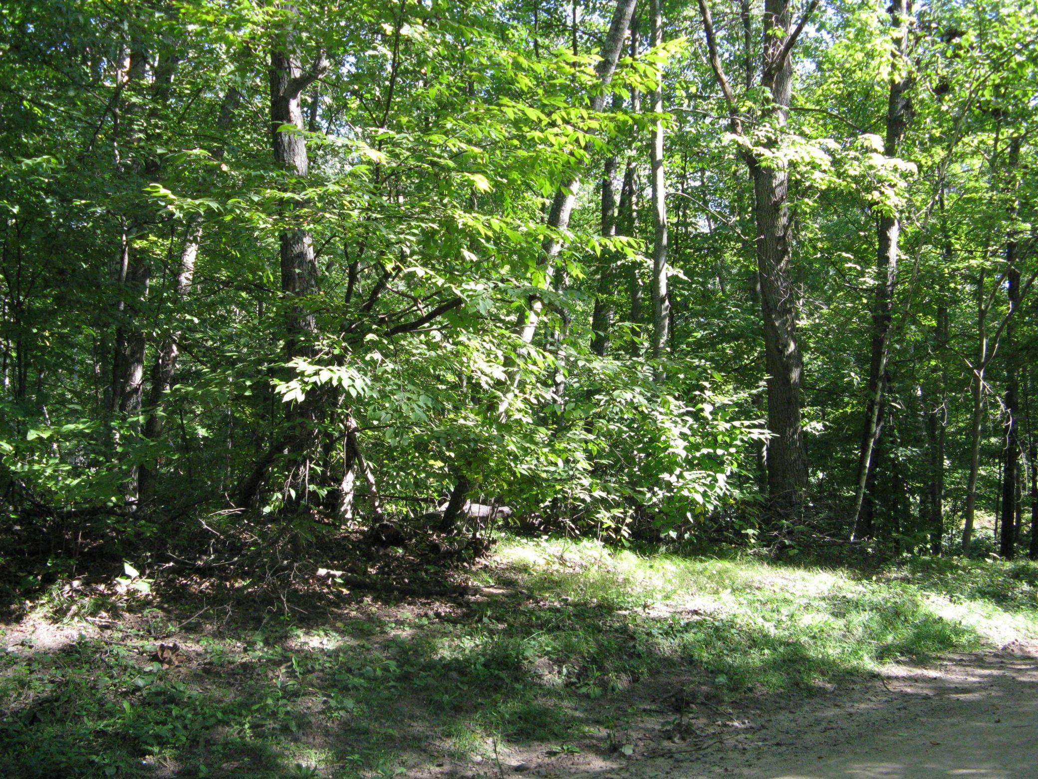 land for sale at TBD Alpine Drive in Breezy Point, MN (photo 9 of 10)