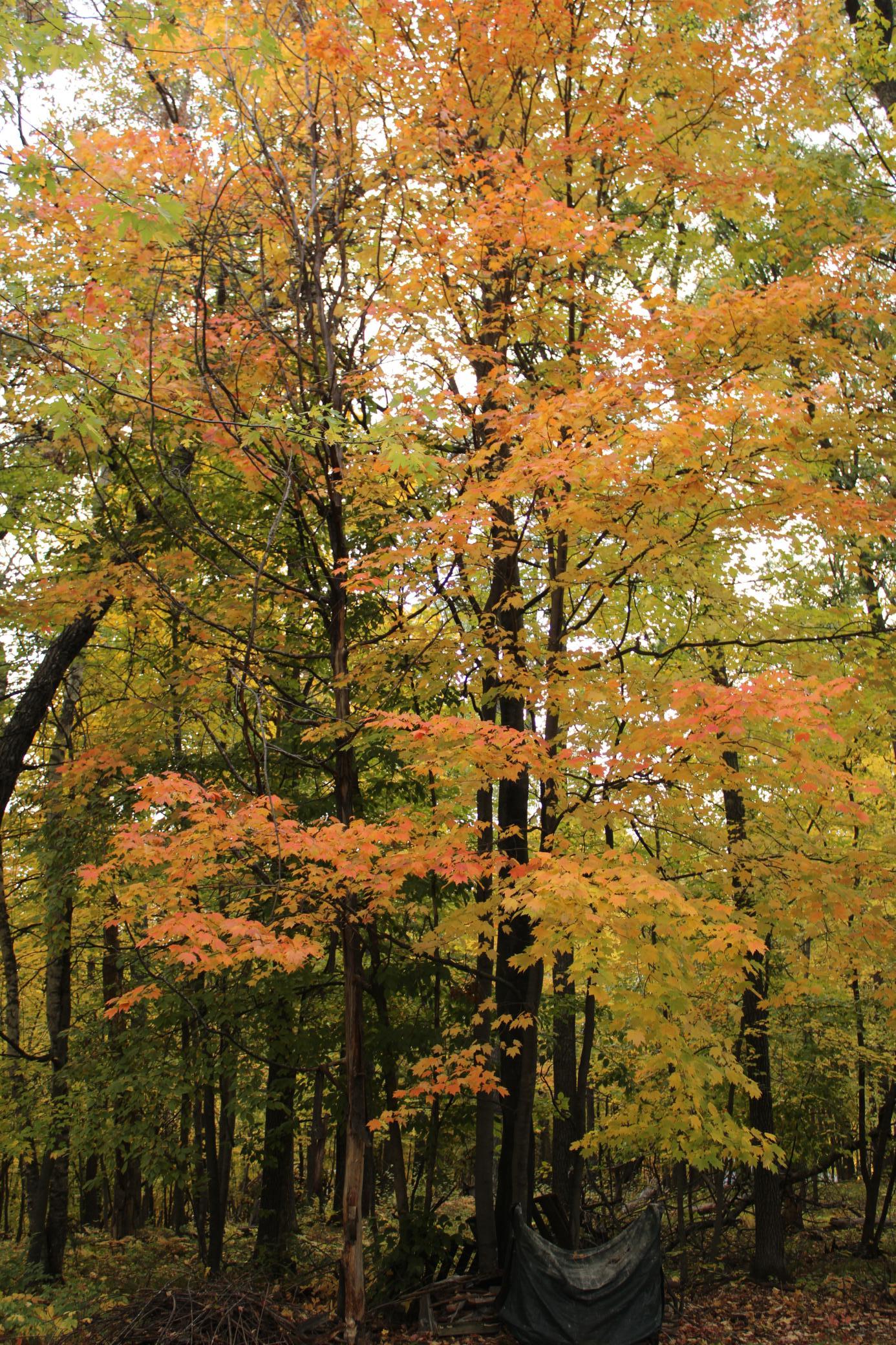 land for sale at 30559 Cougar Pass in Breezy Point, MN (photo 25 of 25)
