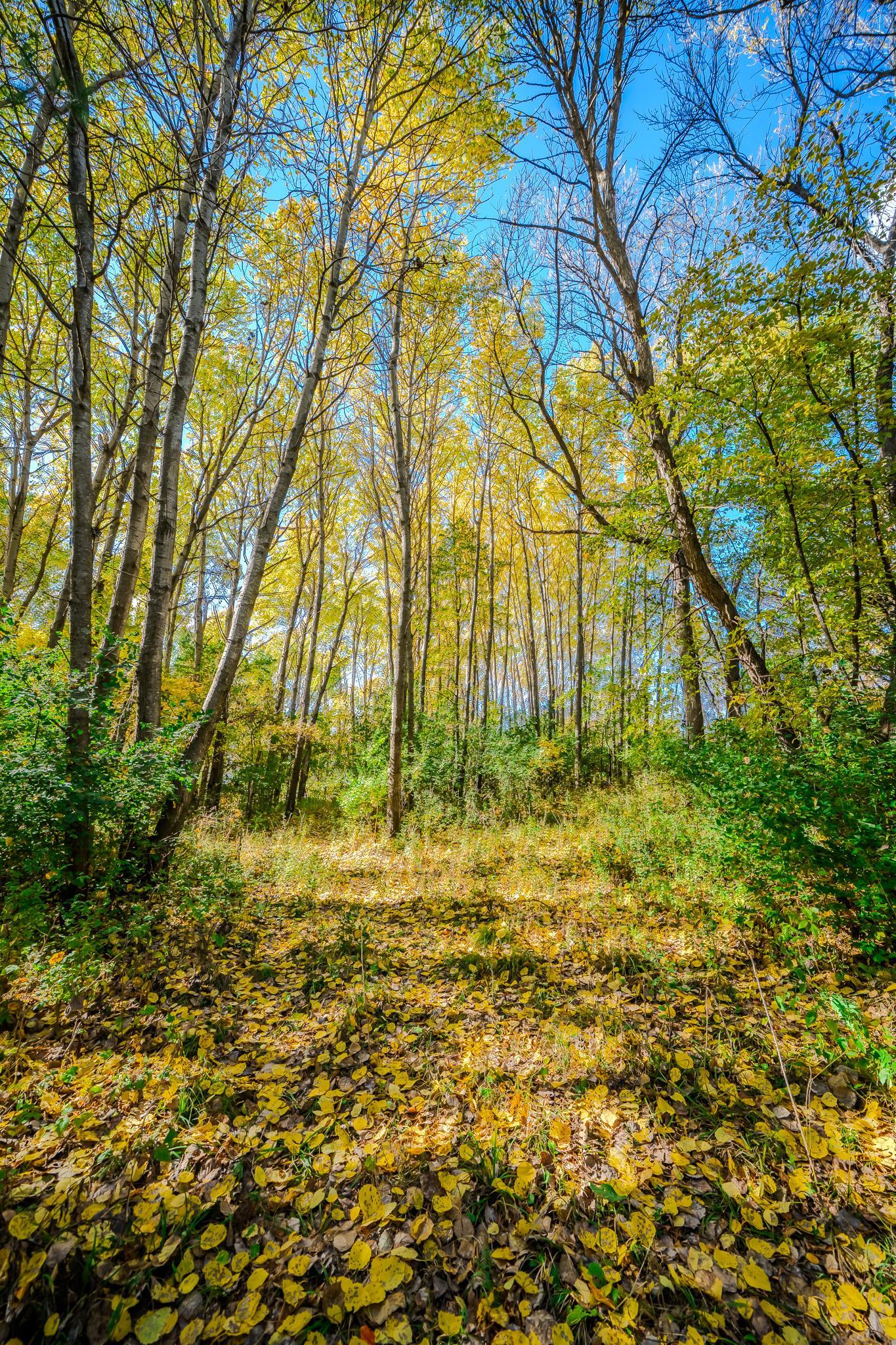 land for sale at TBD County Road 102 in Grey Eagle, MN (photo 4 of 31)