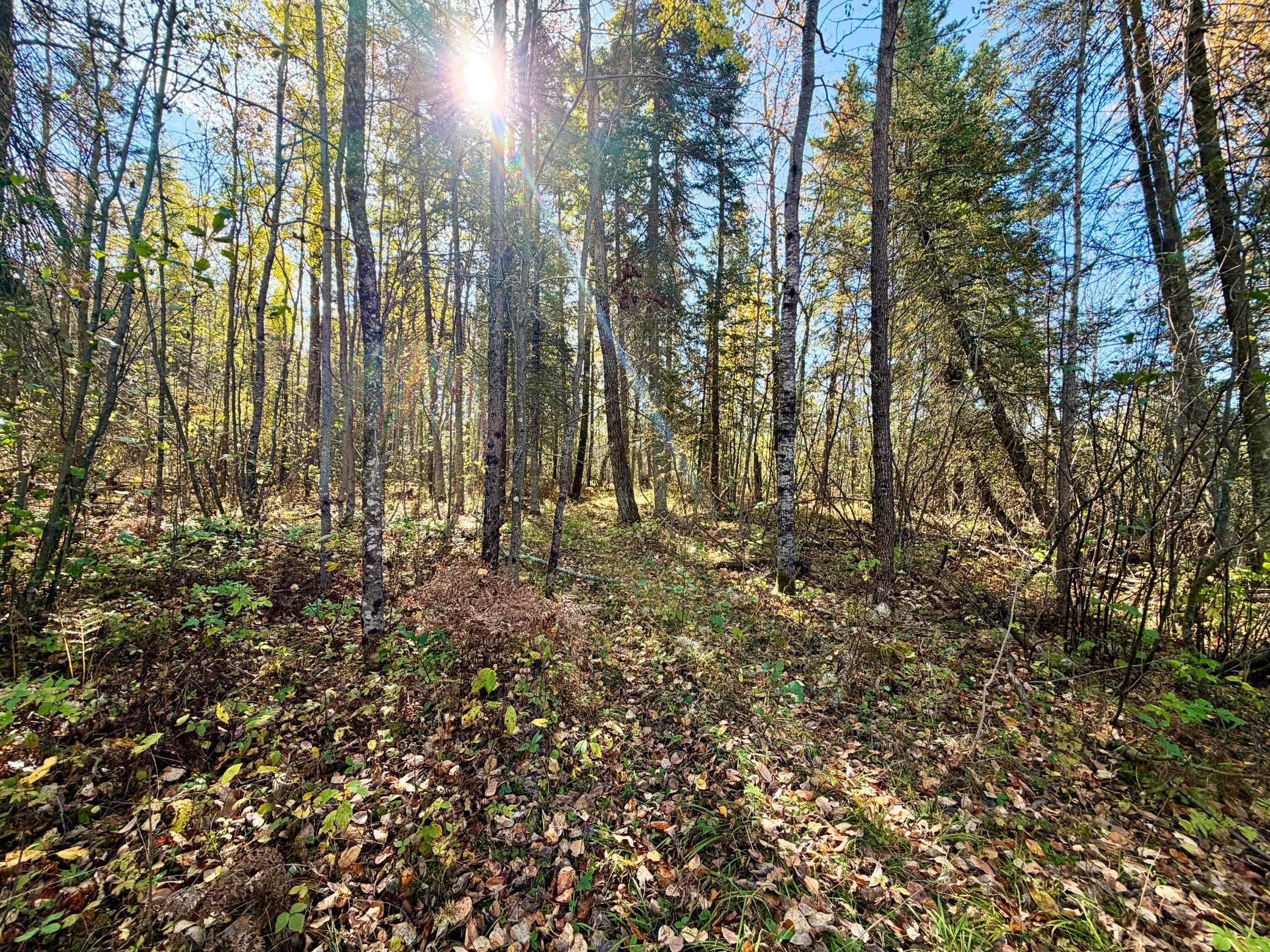 land for sale at TBD County Road 303 in Deer River, MN (photo 5 of 19)