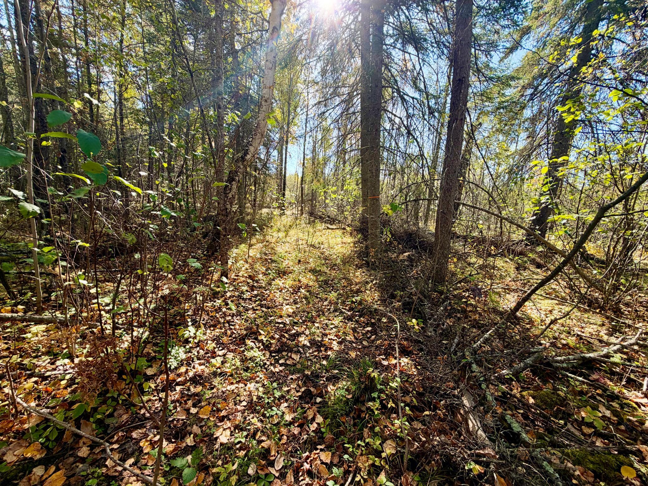 land for sale at TBD County Road 303 in Deer River, MN (photo 6 of 19)