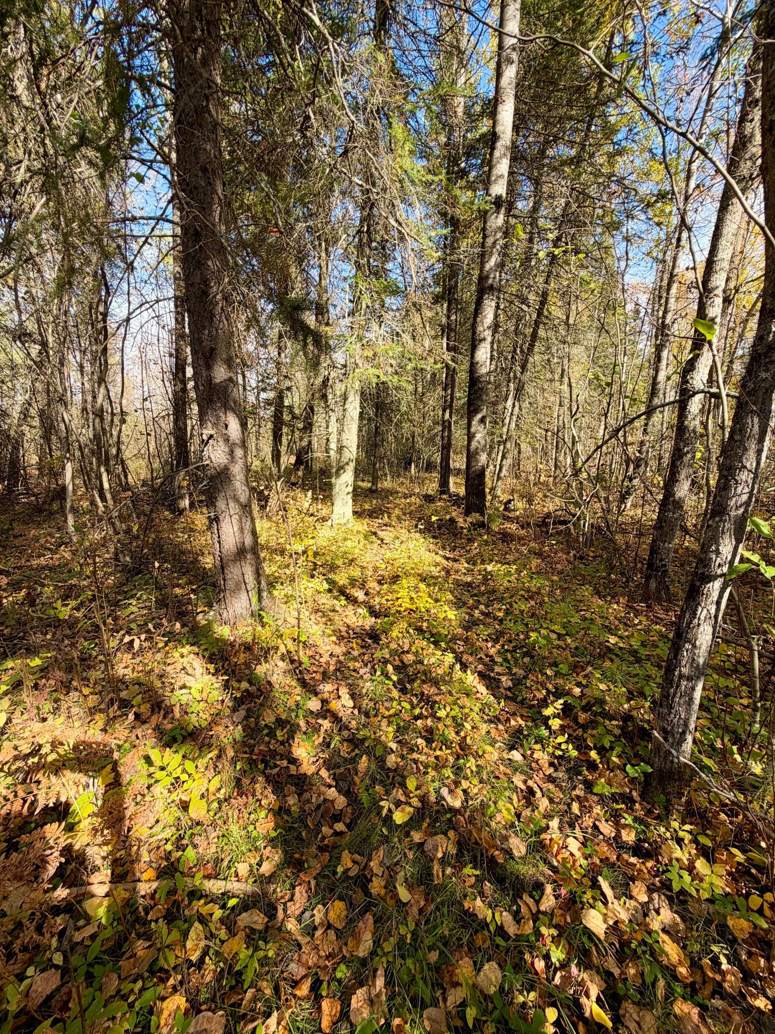 land for sale at TBD County Road 303 in Deer River, MN (photo 7 of 19)