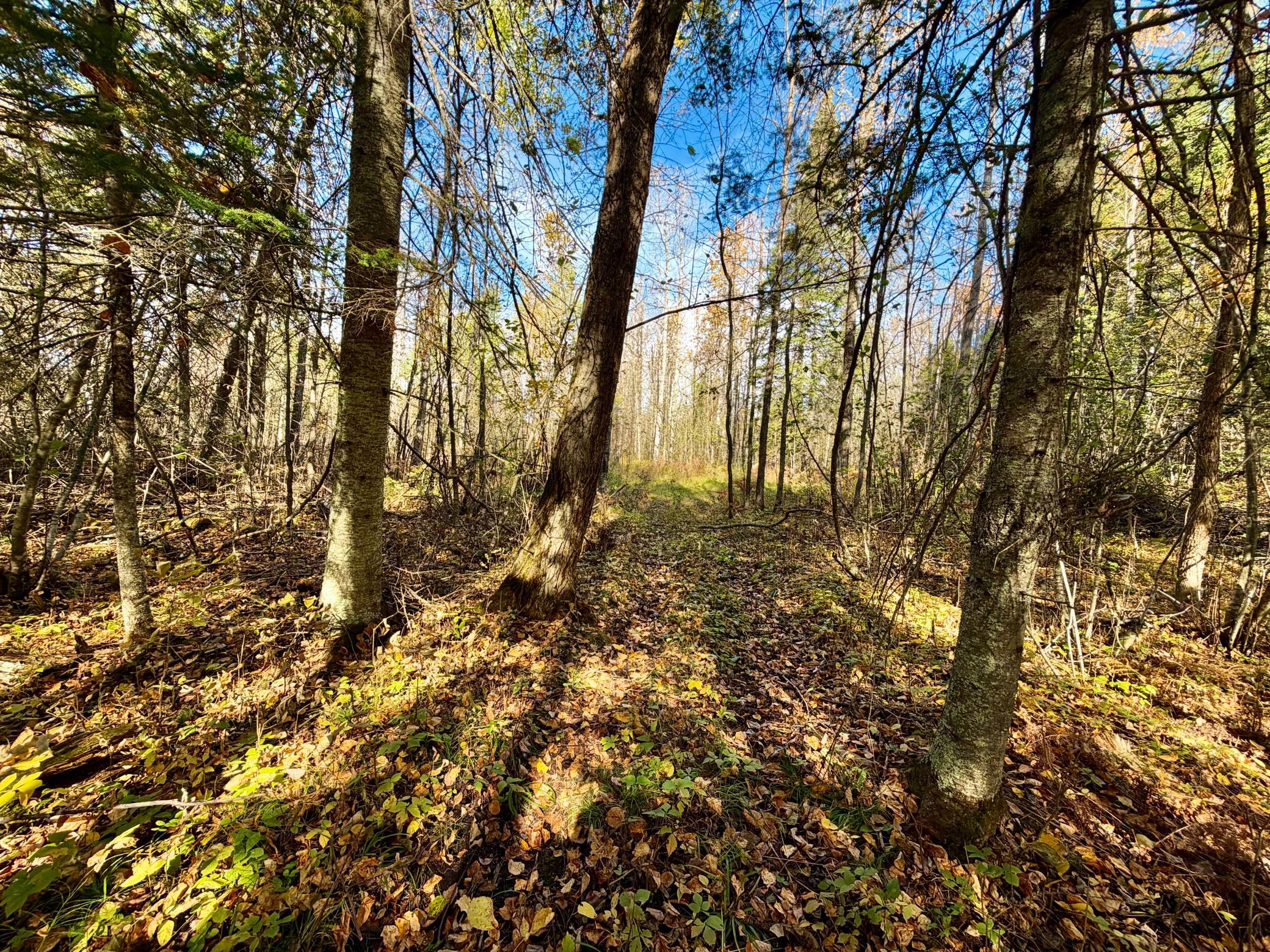 land for sale at TBD County Road 303 in Deer River, MN (photo 8 of 19)