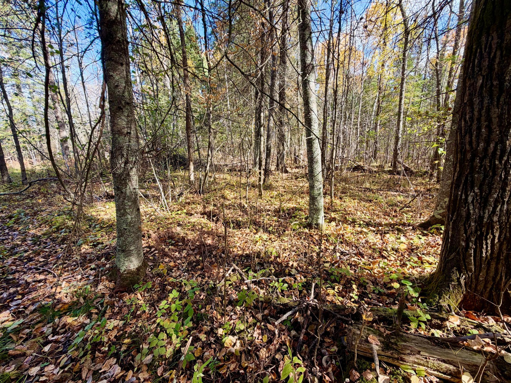 land for sale at TBD County Road 303 in Deer River, MN (photo 9 of 19)