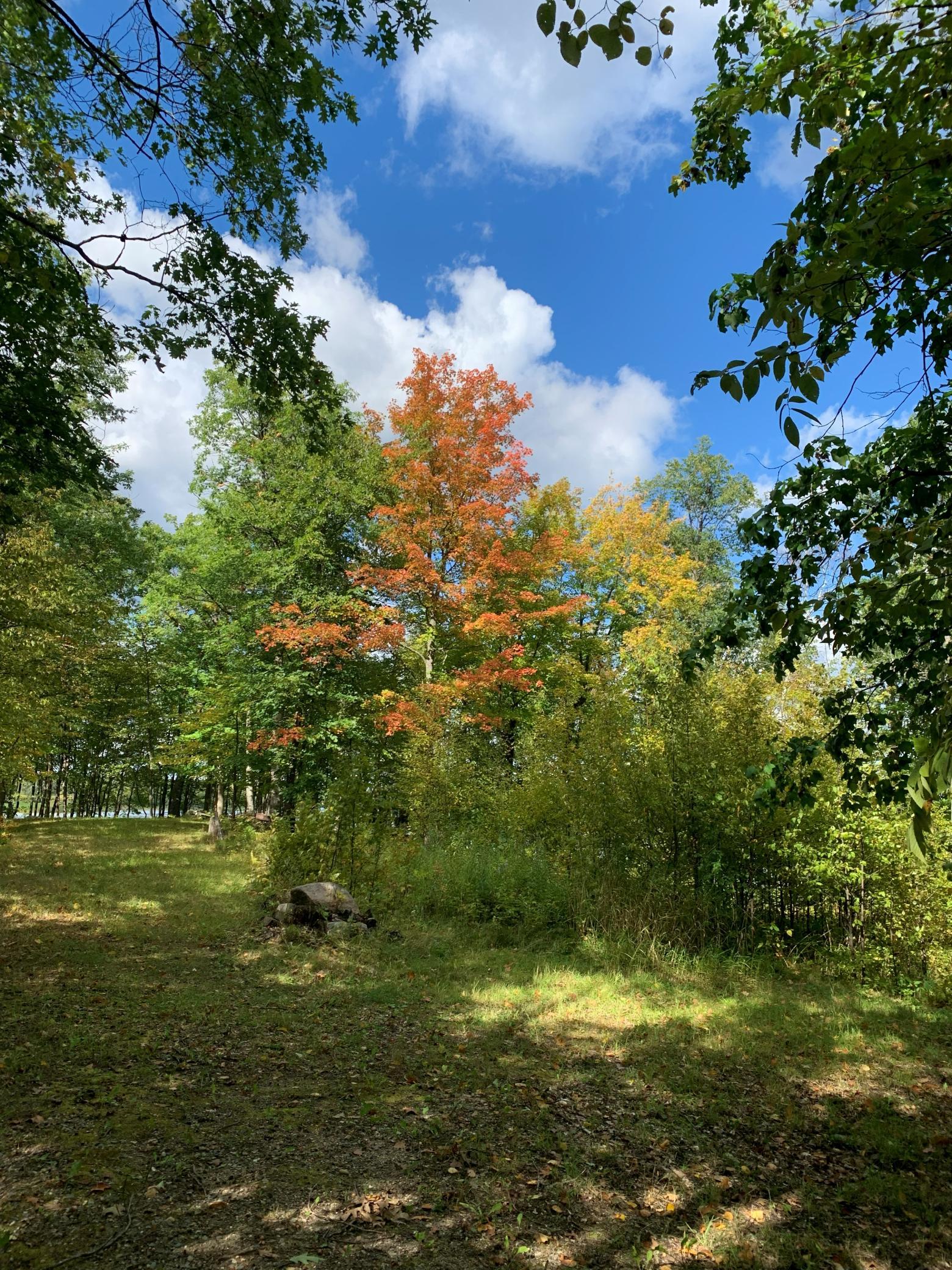 land for sale at Tract 1 Lower Larson Lake Road NW in Hackensack, MN (photo 17 of 25)
