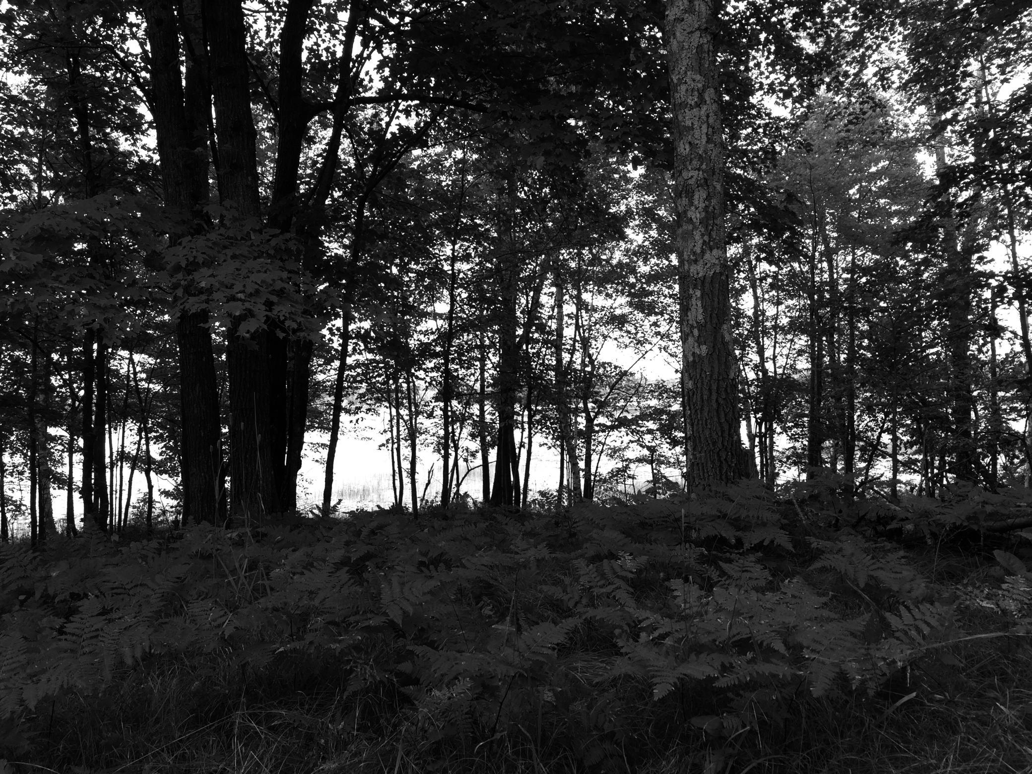 land for sale at Tract 1 Lower Larson Lake Road NW in Hackensack, MN (photo 20 of 25)