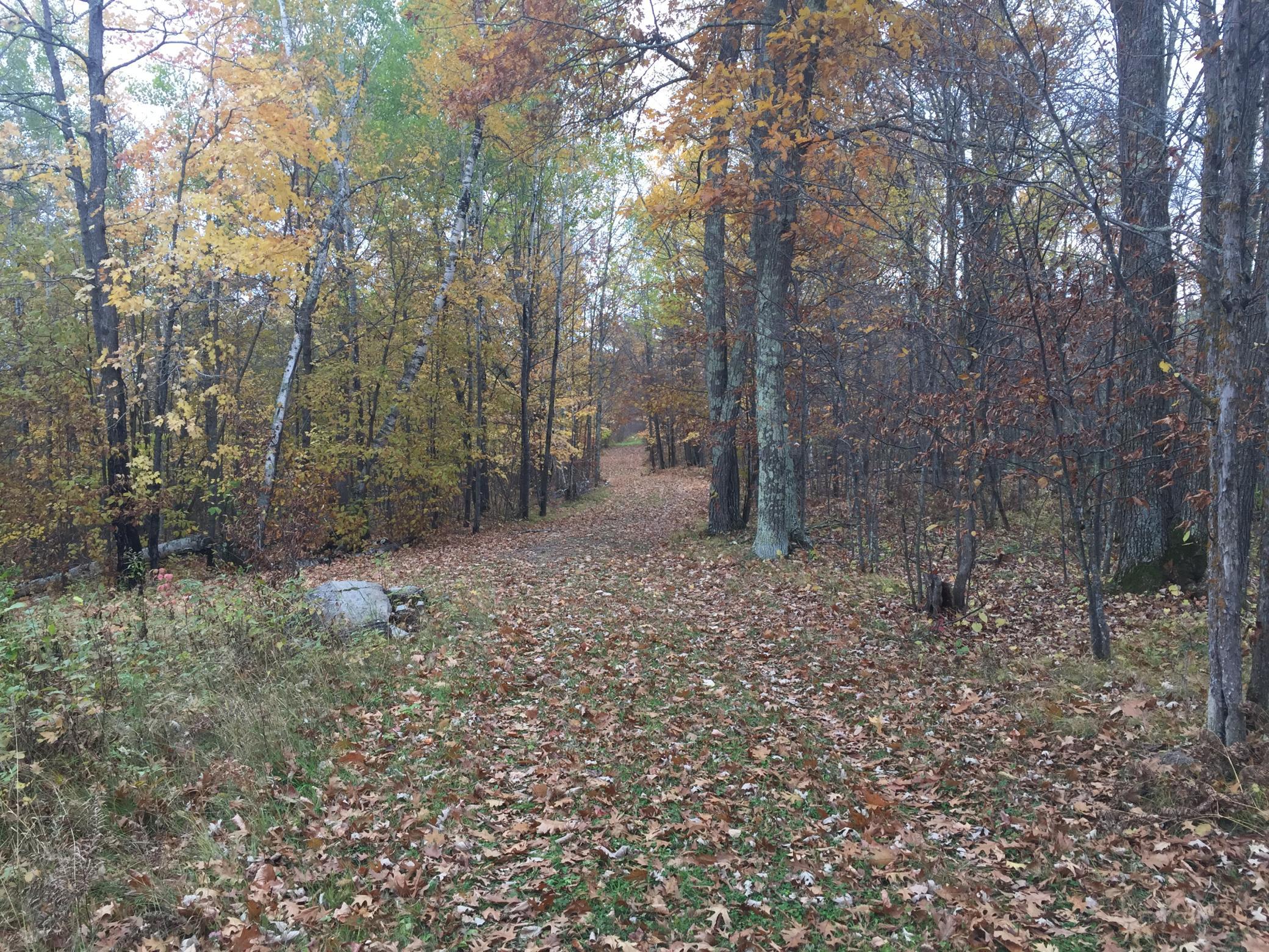land for sale at Tract 1 Lower Larson Lake Road NW in Hackensack, MN (photo 5 of 25)