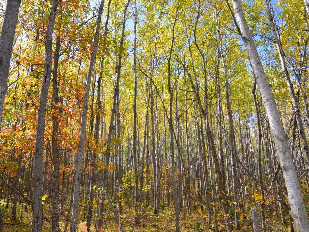 land for sale at XXX Grant Street in Park Rapids, MN (photo 17 of 33)